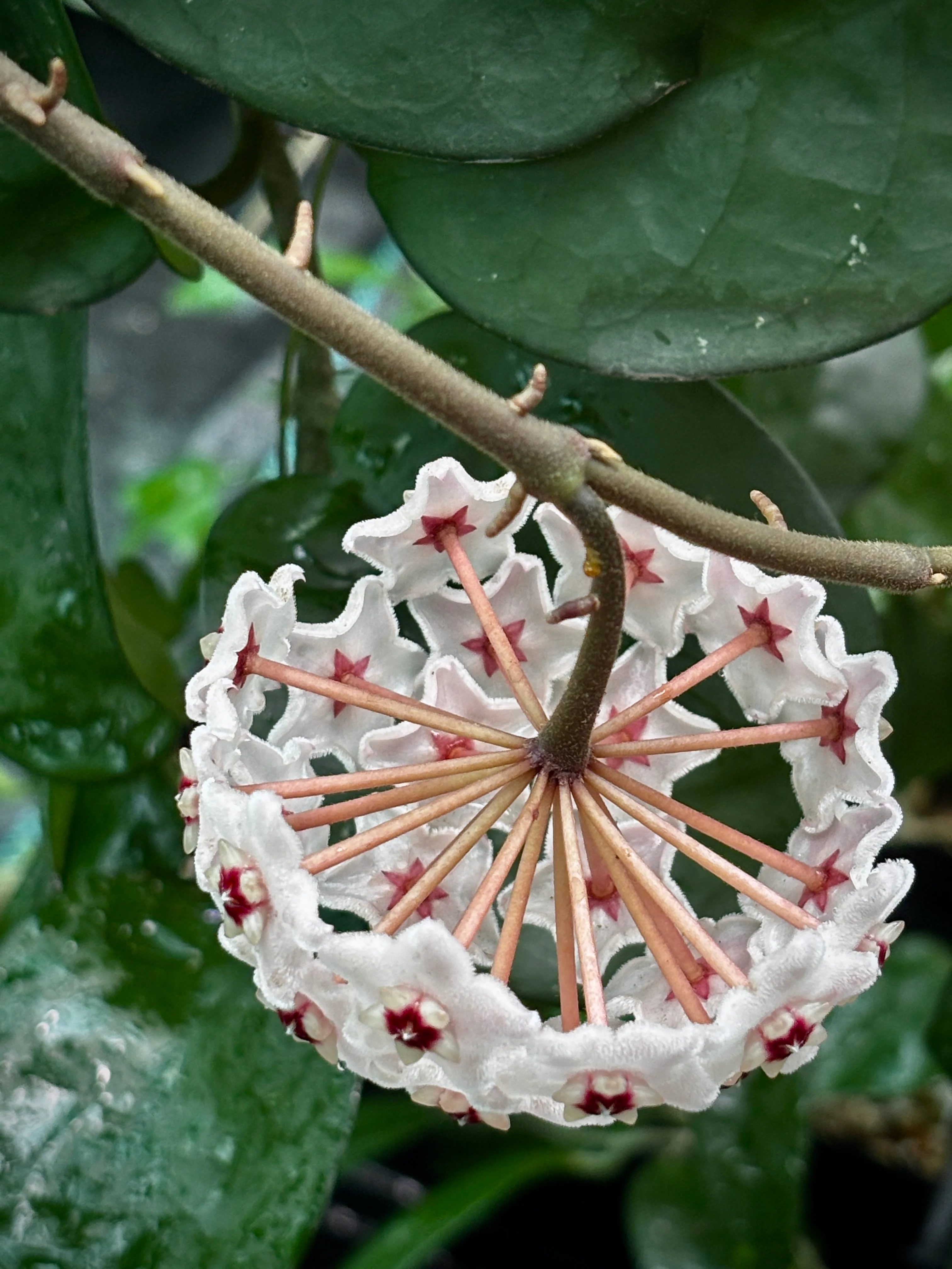 Hoya carnosa Krinkle (giant) H305 - Image 10