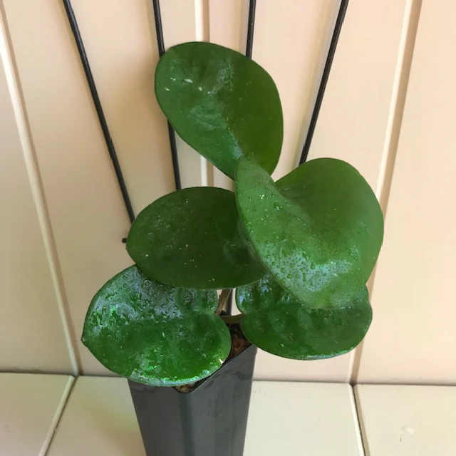 Hoya carnosa Krinkle (giant) H305 - Image 15
