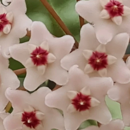 Hoya carnosa Krinkle (giant) H305 - Image 6