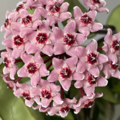 Hoya carnosa 'Krinkle Rubra' H374