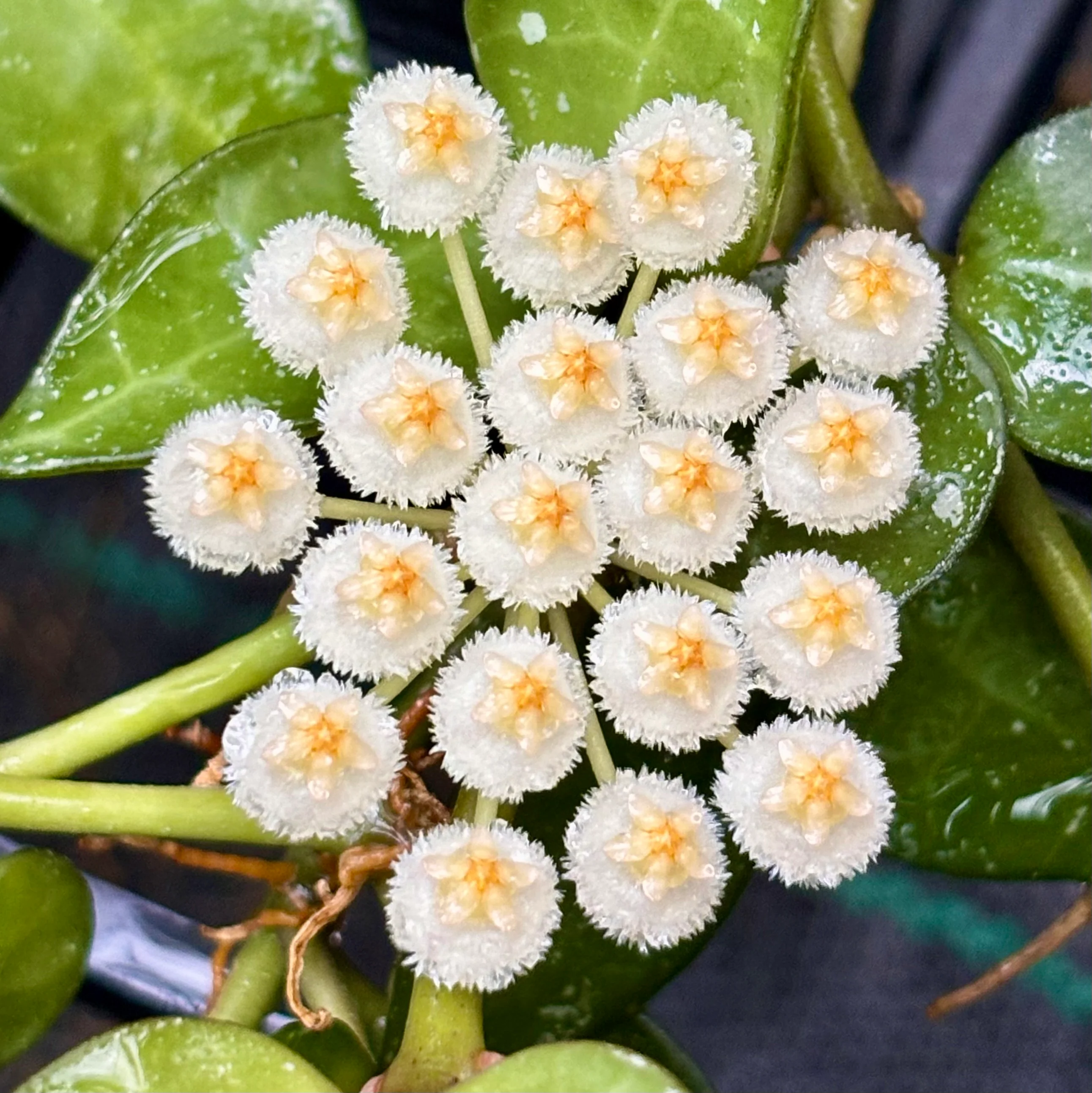 Hoya krohniana H309 - Image 2