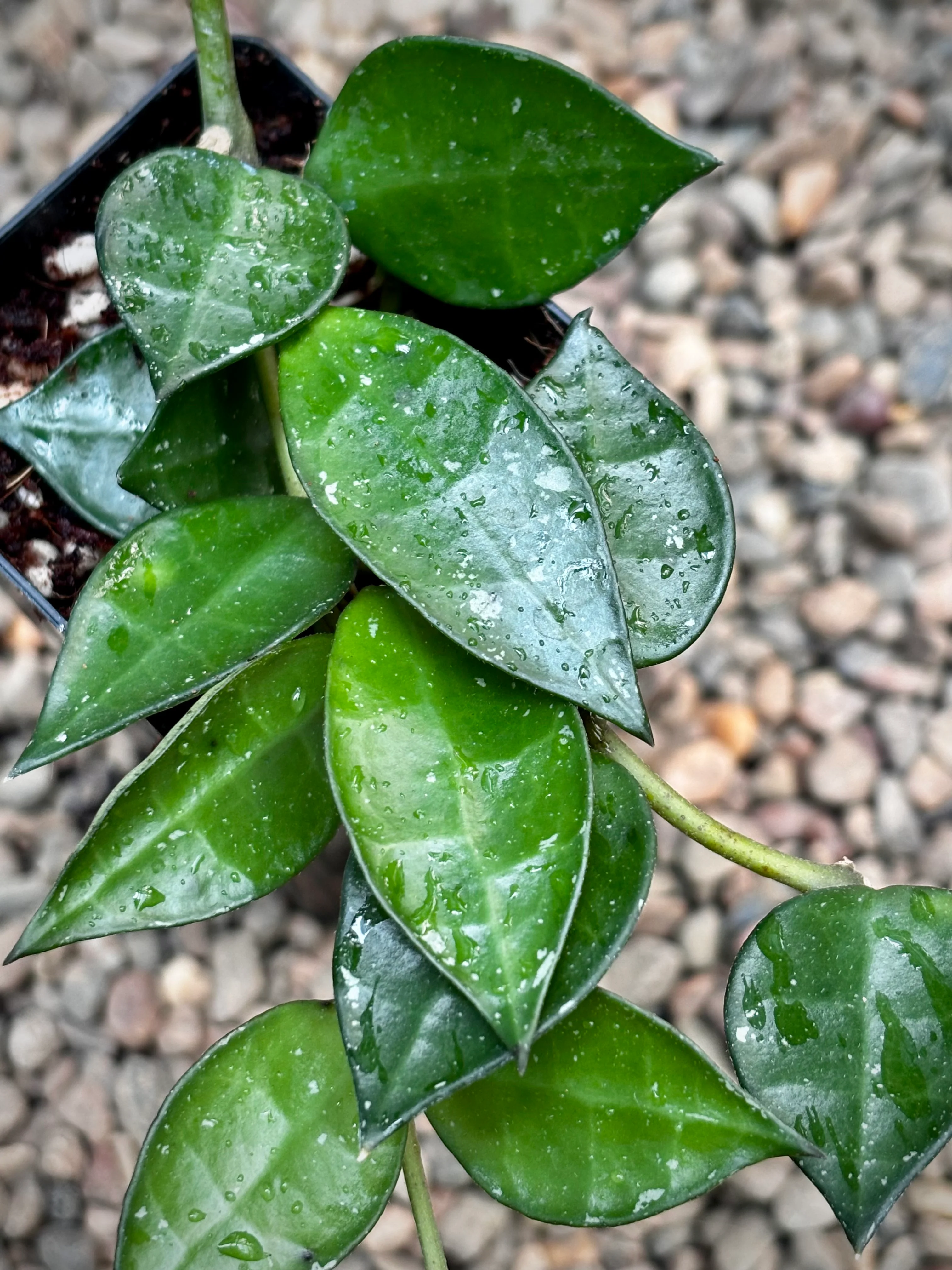 Hoya krohniana H309 - Image 3