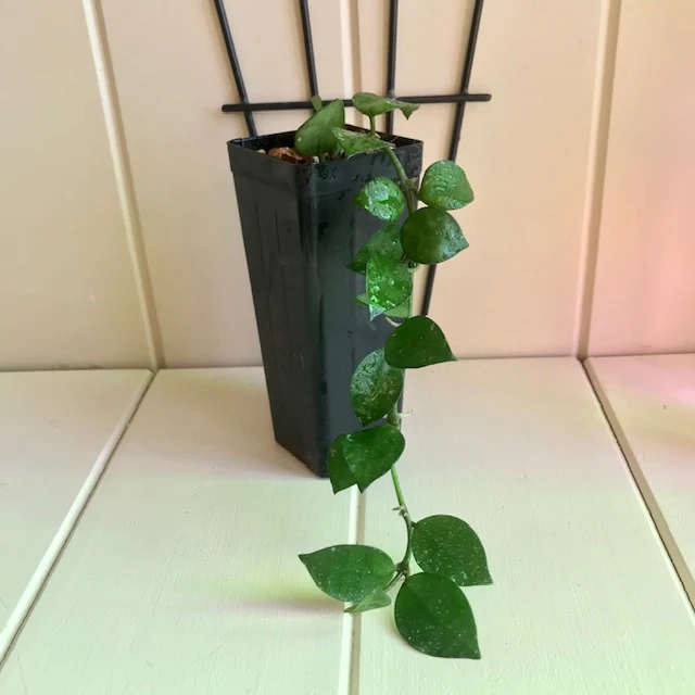 Hoya krohniana H309 - Image 4
