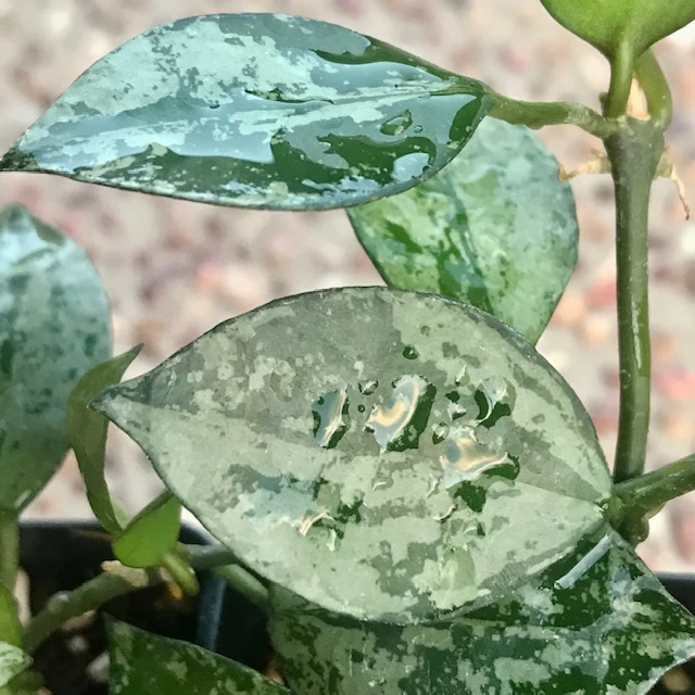 Hoya krohniana 'Eskimo' H370 - Image 2