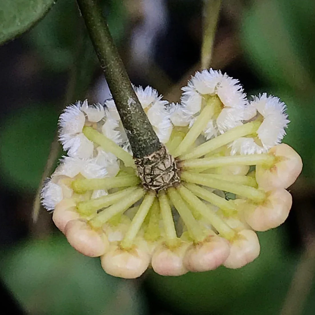 Hoya lacunosa H13 - Image 8
