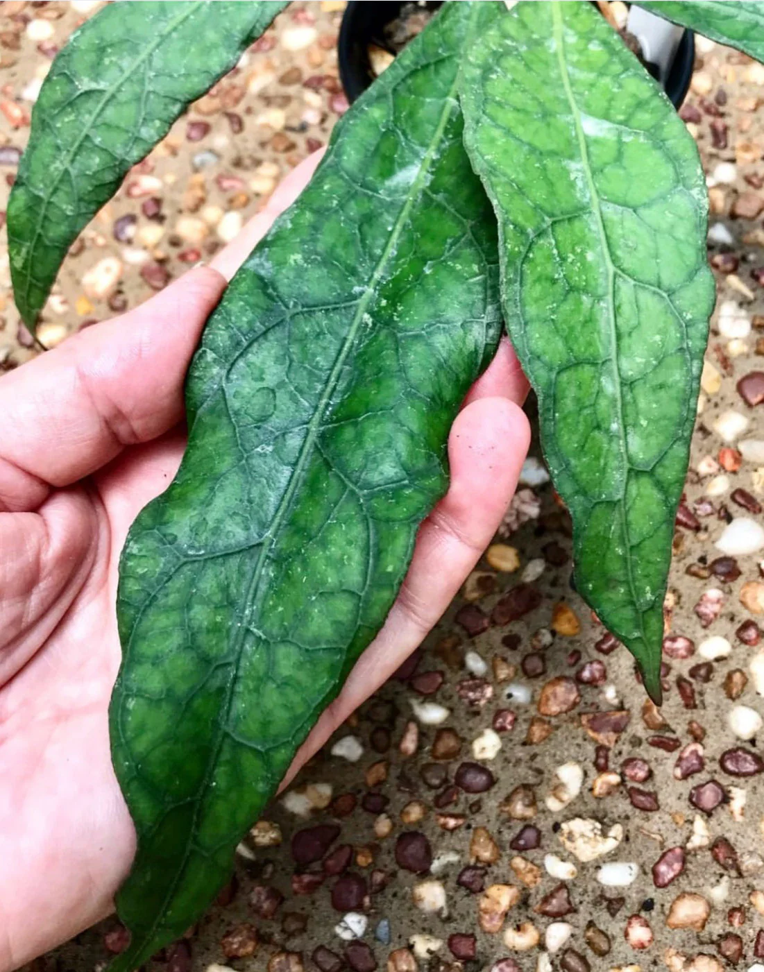 Hoya clemensiorum Sabah IML 1752 H161 - Image 2