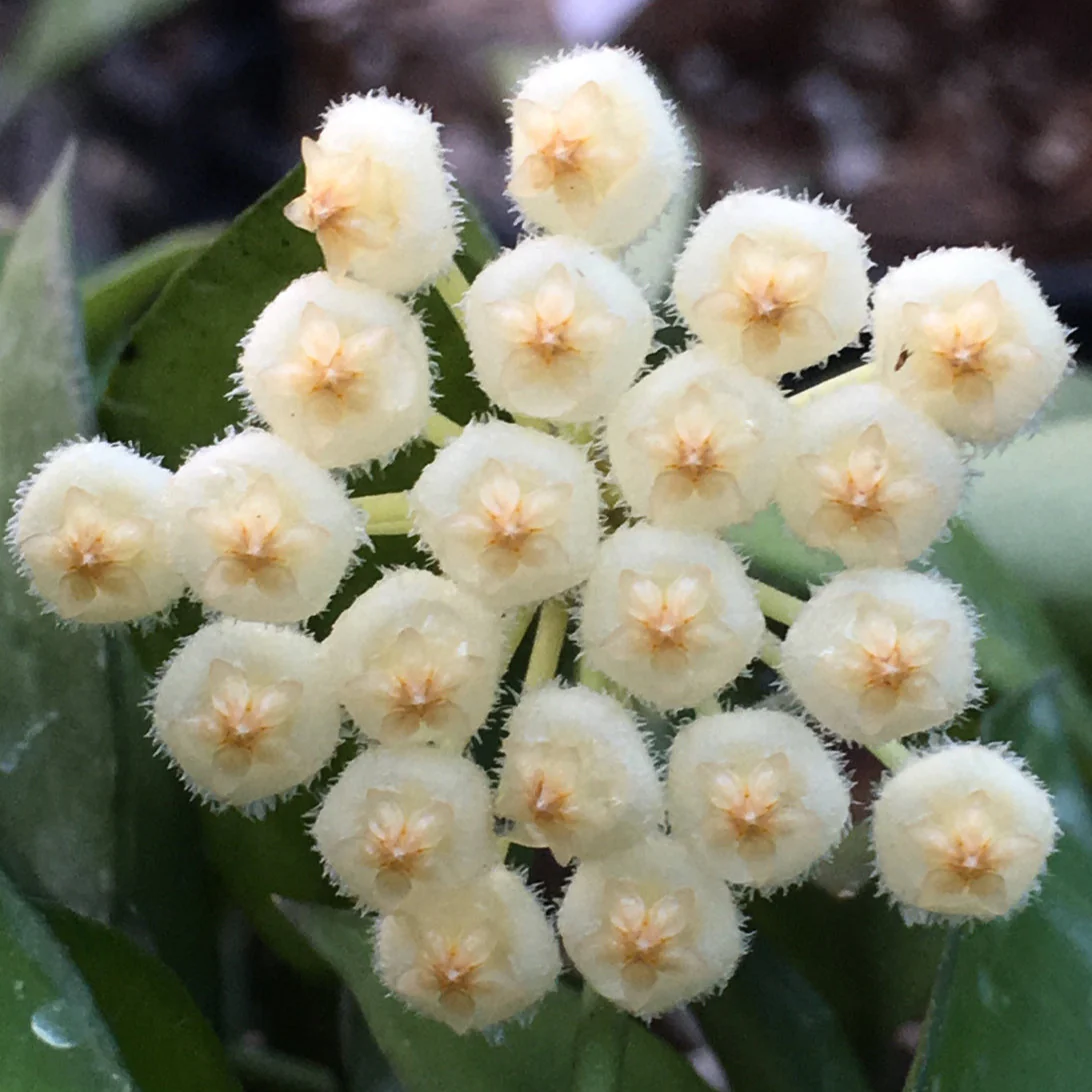 Hoya lacunosa var. pallidiflora IML 0045 H61 - Image 3