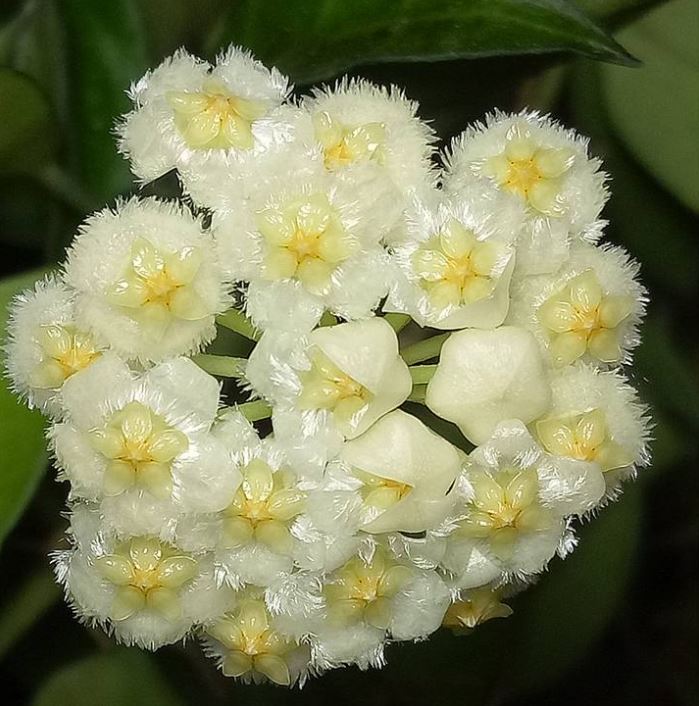 Hoya lacunosa (variegata) H386 - Image 2