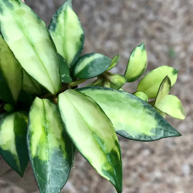 Hoya lacunosa (variegata) H386 - Image 3