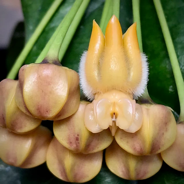 Hoya lasiantha IML 1766 H320 - Image 3
