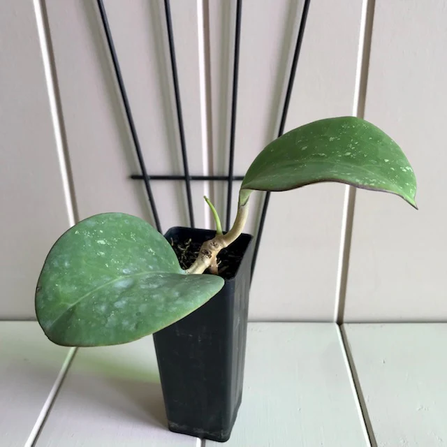 Hoya loyceandrewsiana H153 - Image 12
