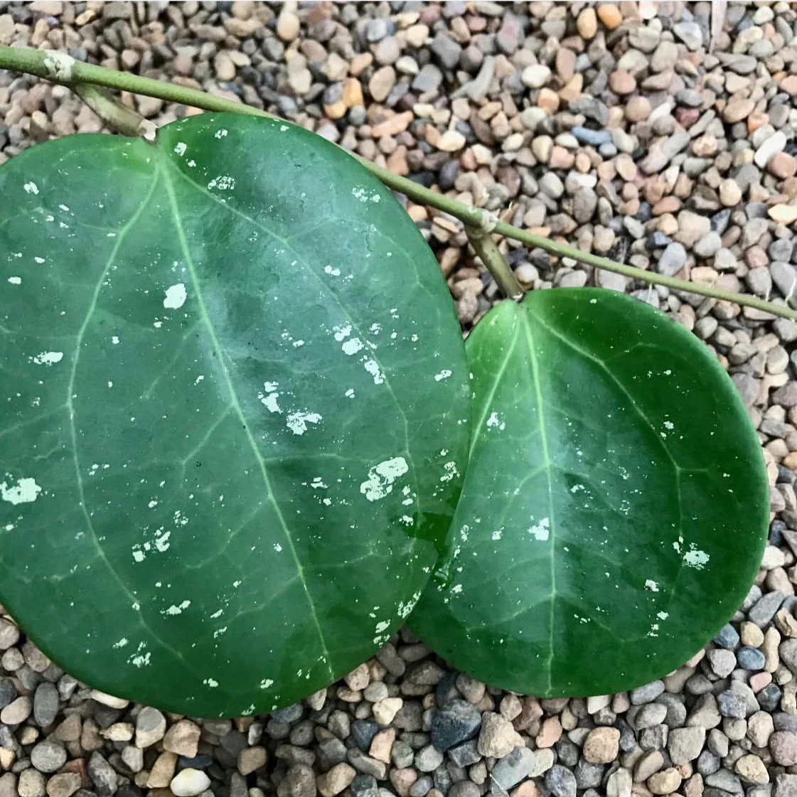 Hoya loyceandrewsiana H153 - Image 2