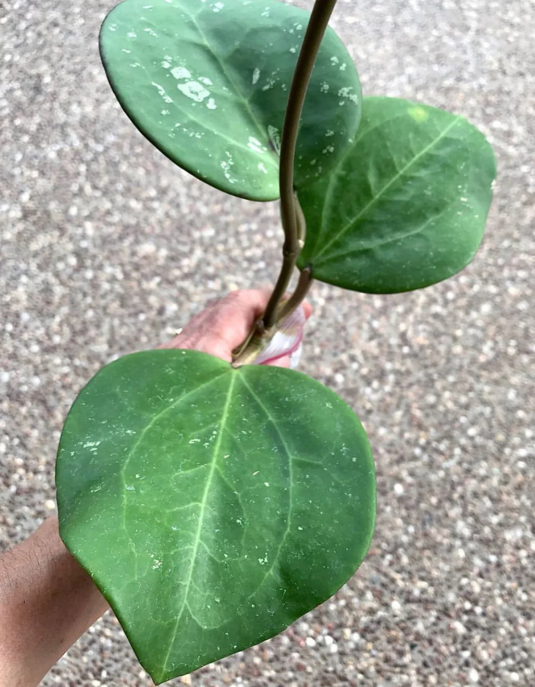 Hoya loyceandrewsiana H153 - Image 4