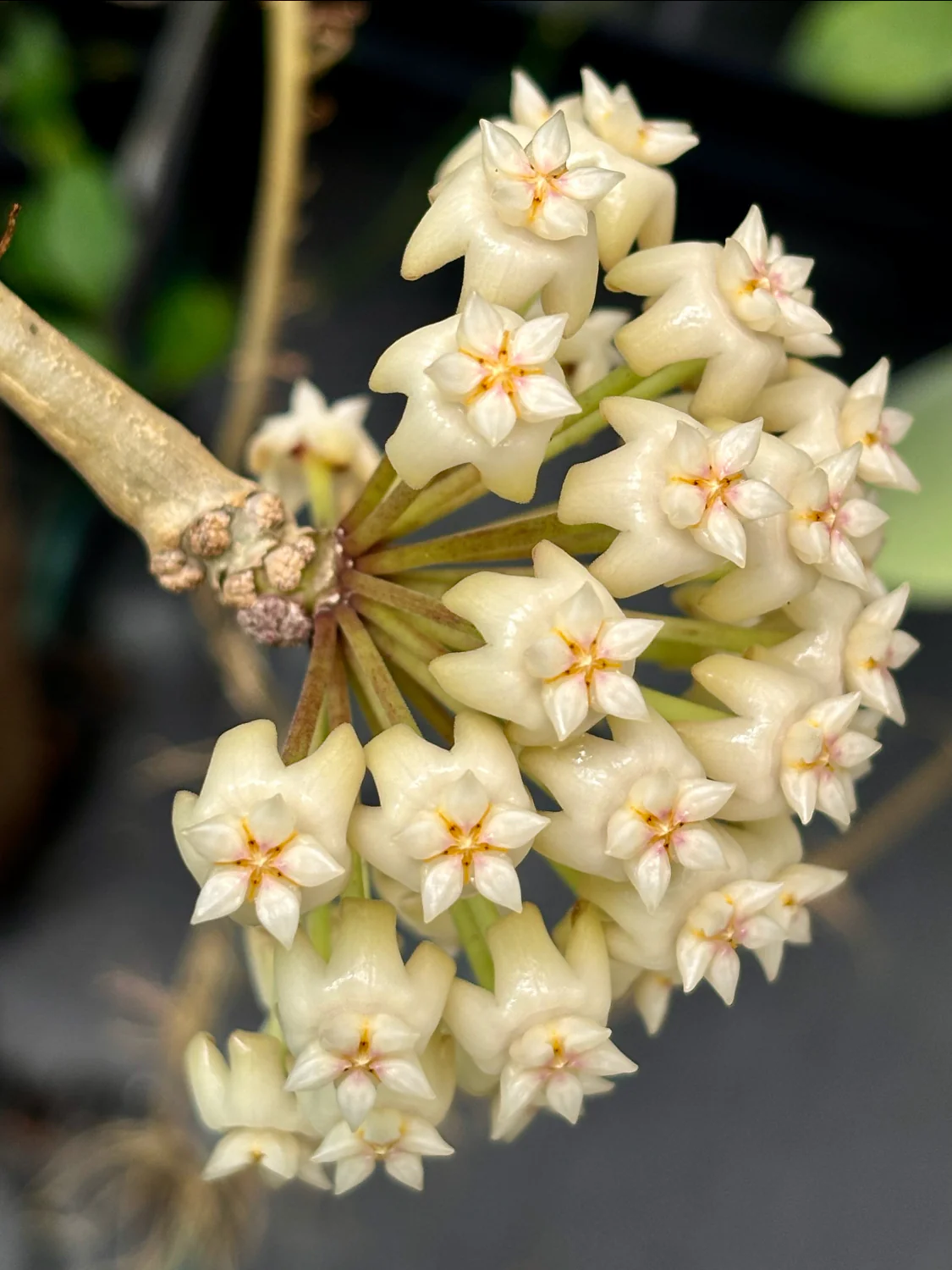 Hoya loyceandrewsiana H153 - Image 5