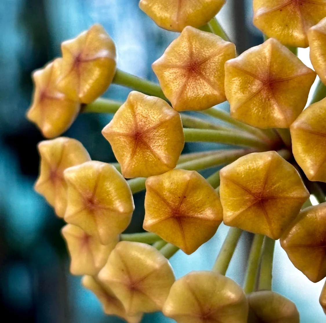 Hoya loyceandrewsiana H153 - Image 6