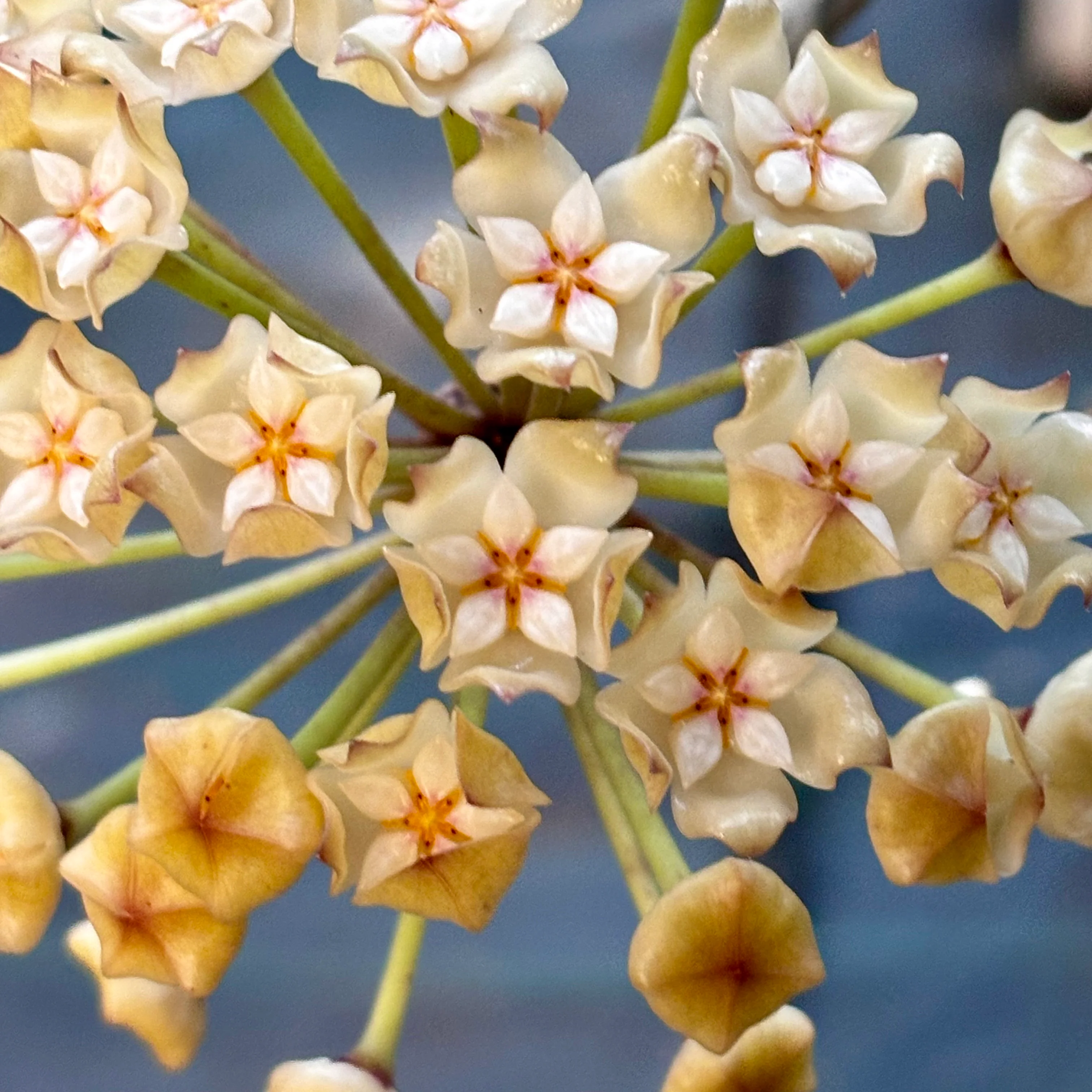 Hoya loyceandrewsiana H153 - Image 8