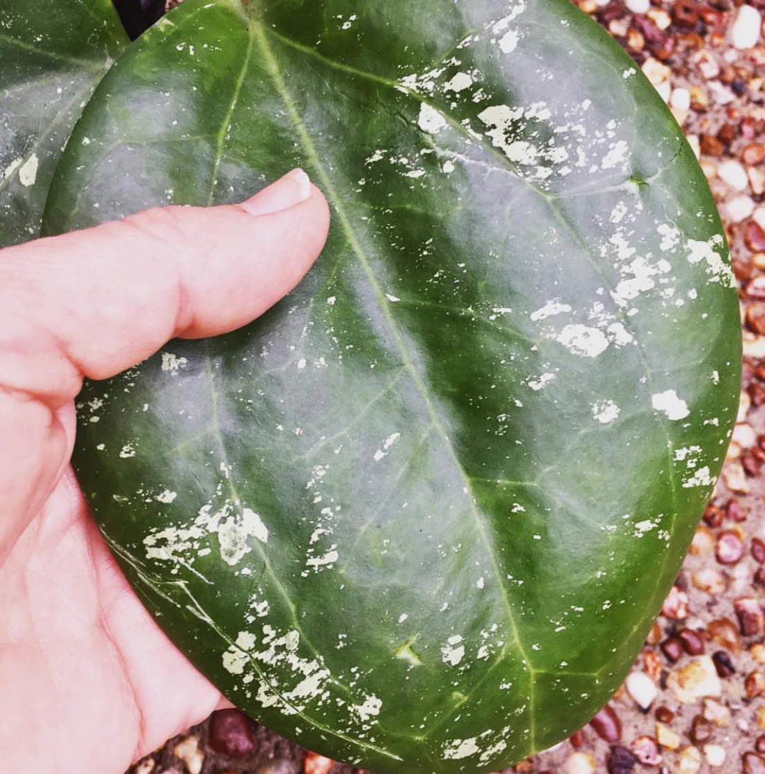 Hoya loyceandrewsiana H153 - Image 9