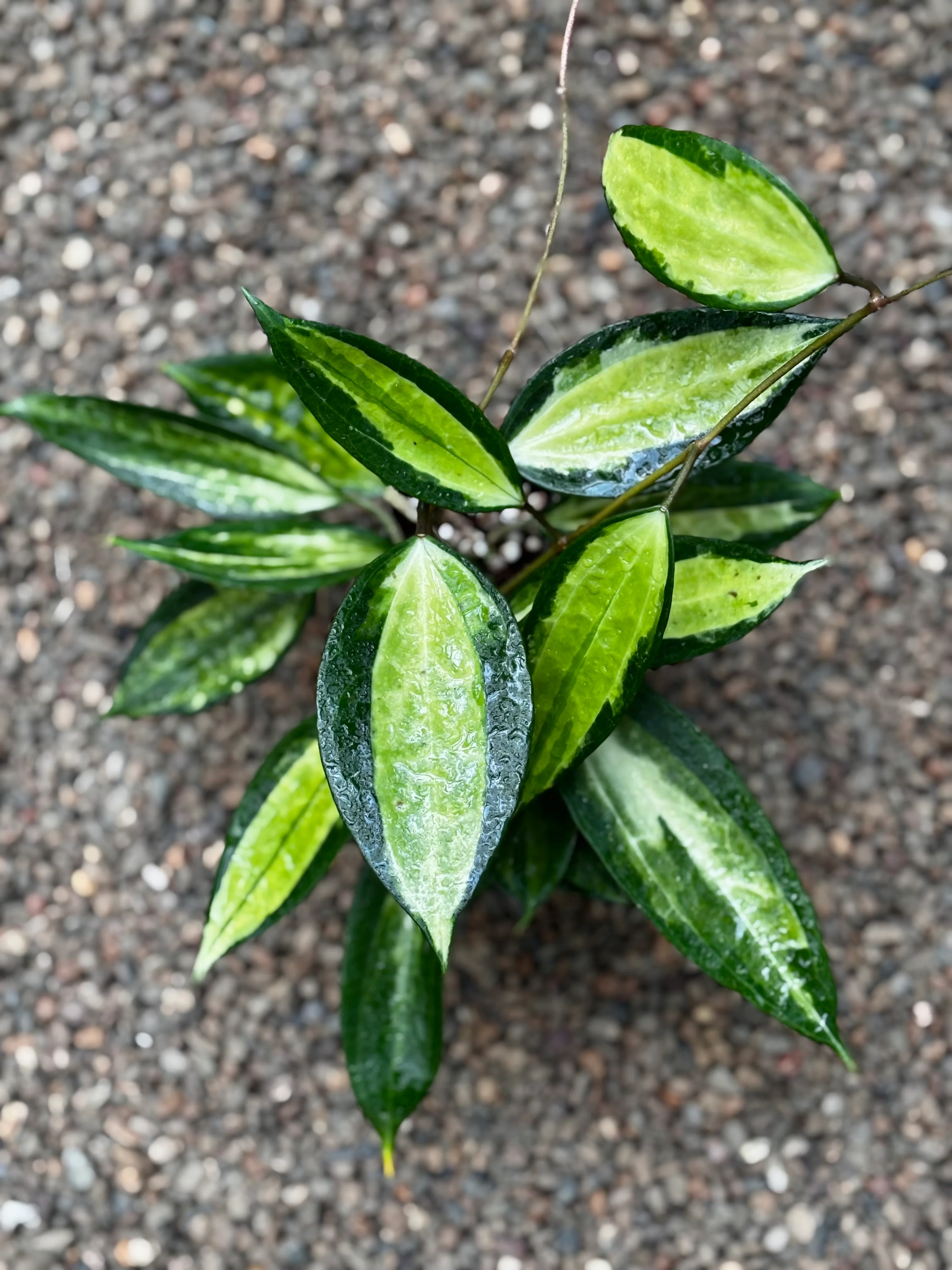 Hoya latifolia 'Pot of Gold' H384 - Image 3