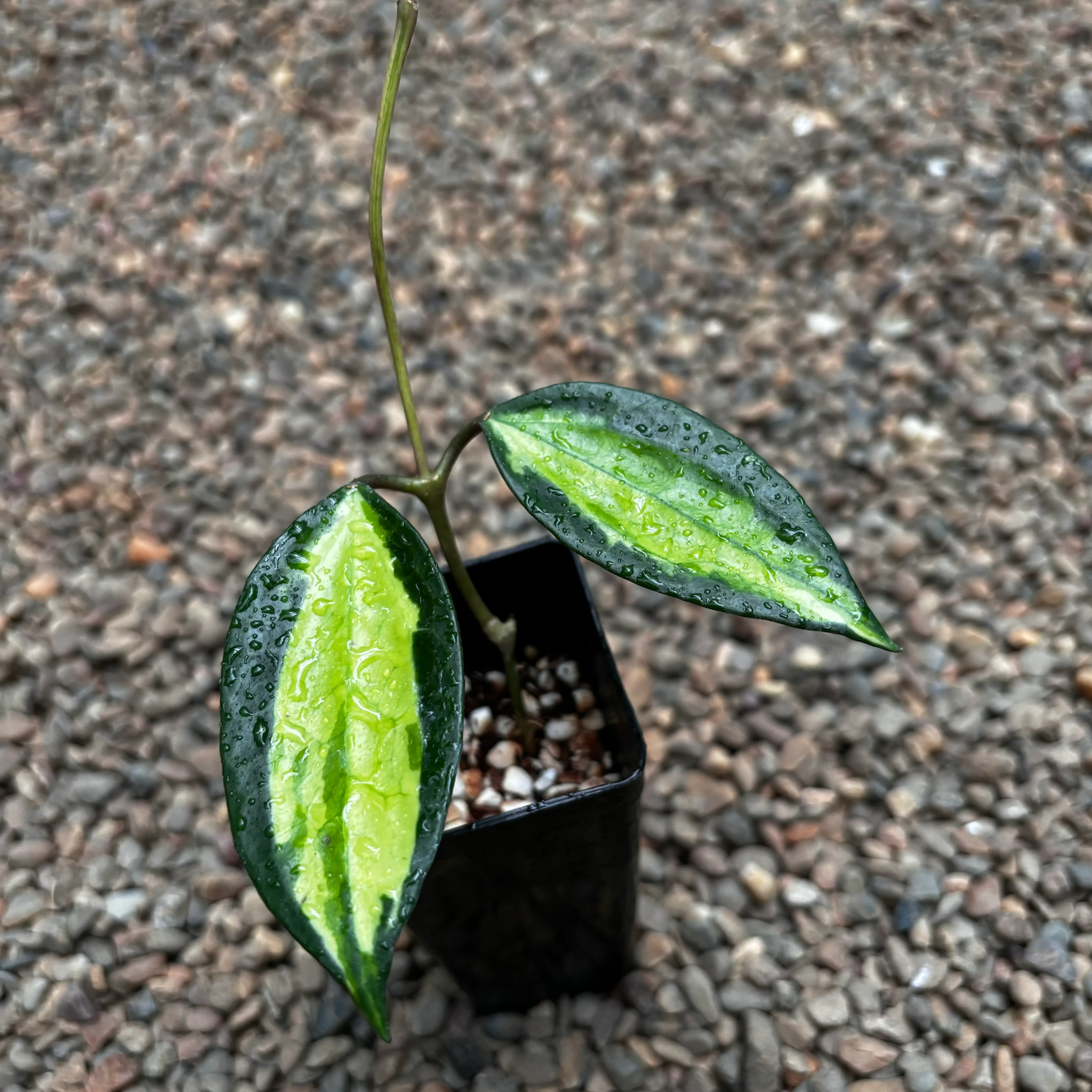 Hoya latifolia 'Pot of Gold' H384 - Image 8