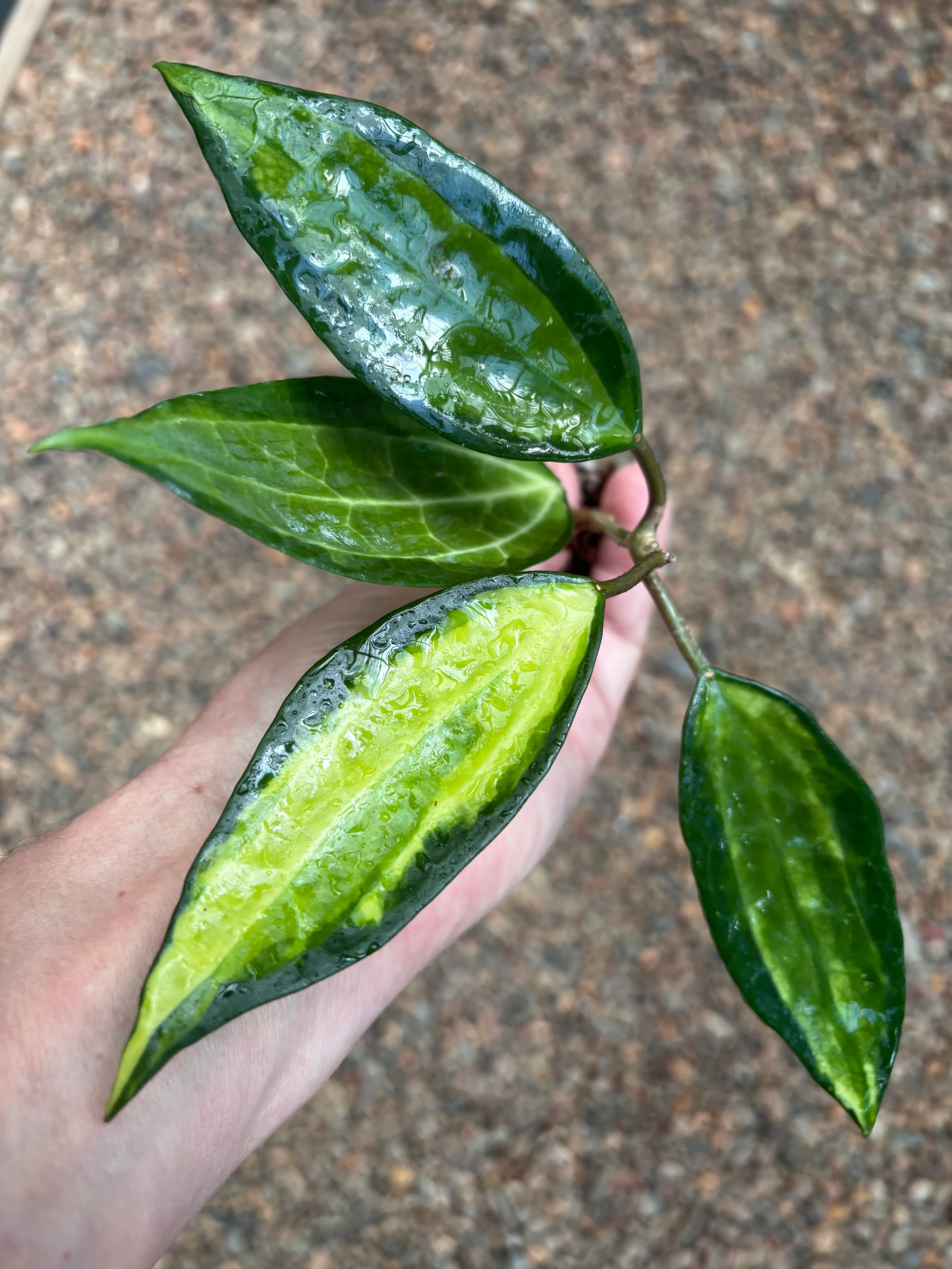 Hoya latifolia 'Pot of Gold' H384 - Image 9