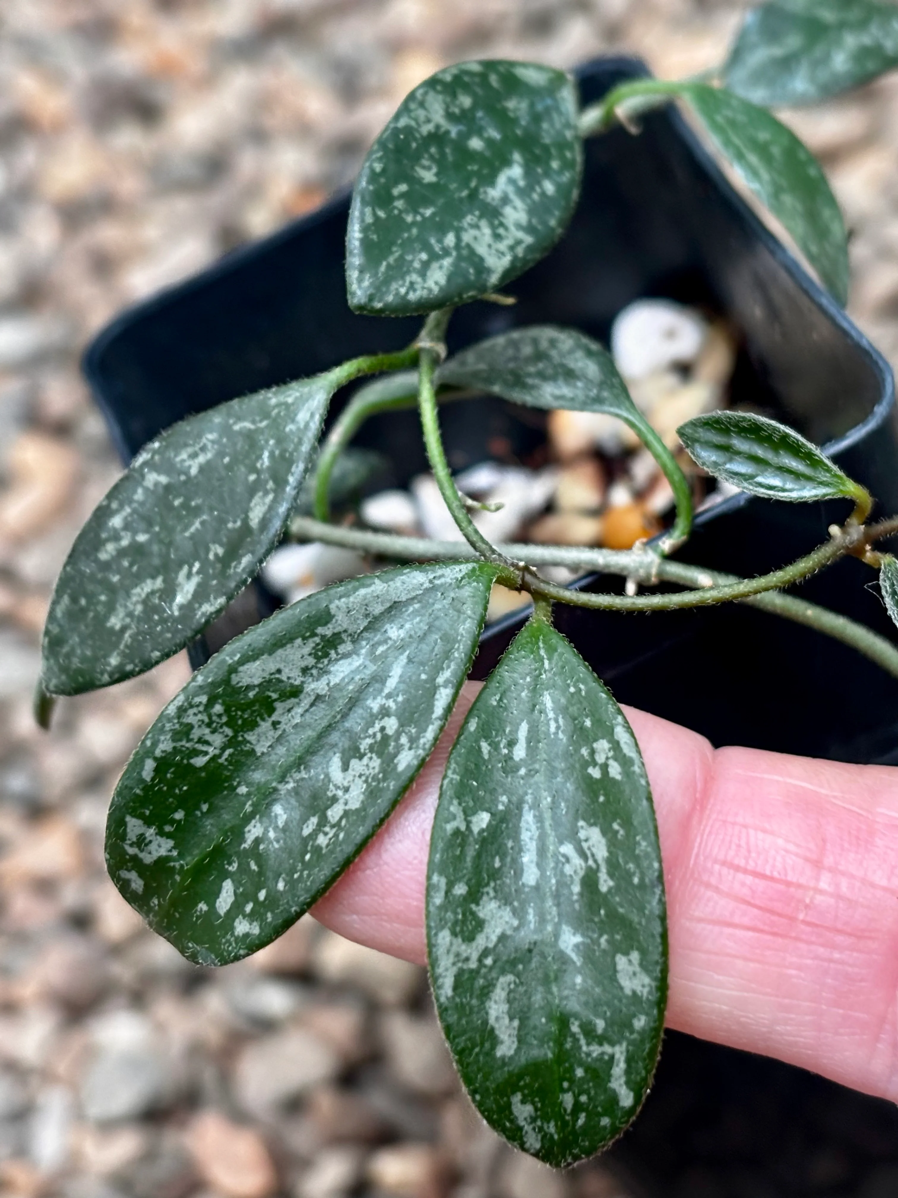 Hoya lima (splash long leaf) H417 - Image 2
