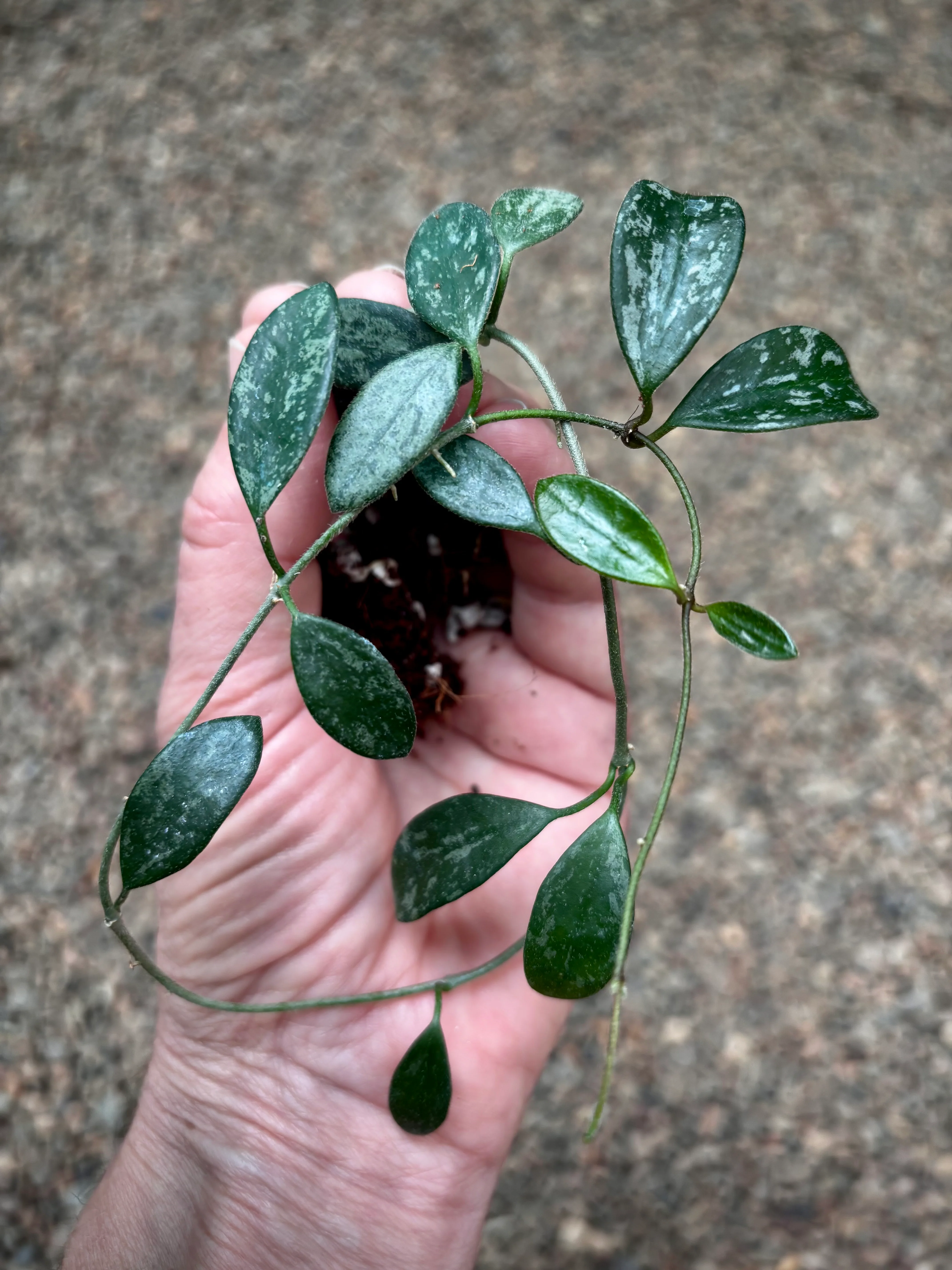 Hoya lima (splash long leaf) H417 - Image 3