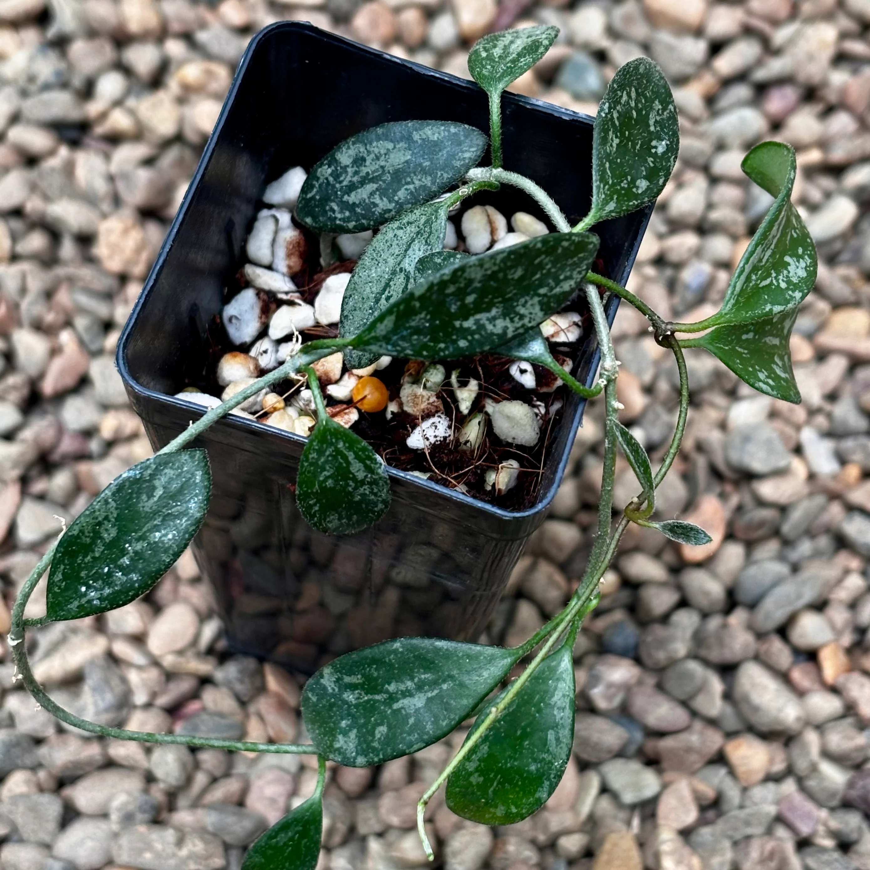 Hoya lima (splash long leaf) H417 - Image 4