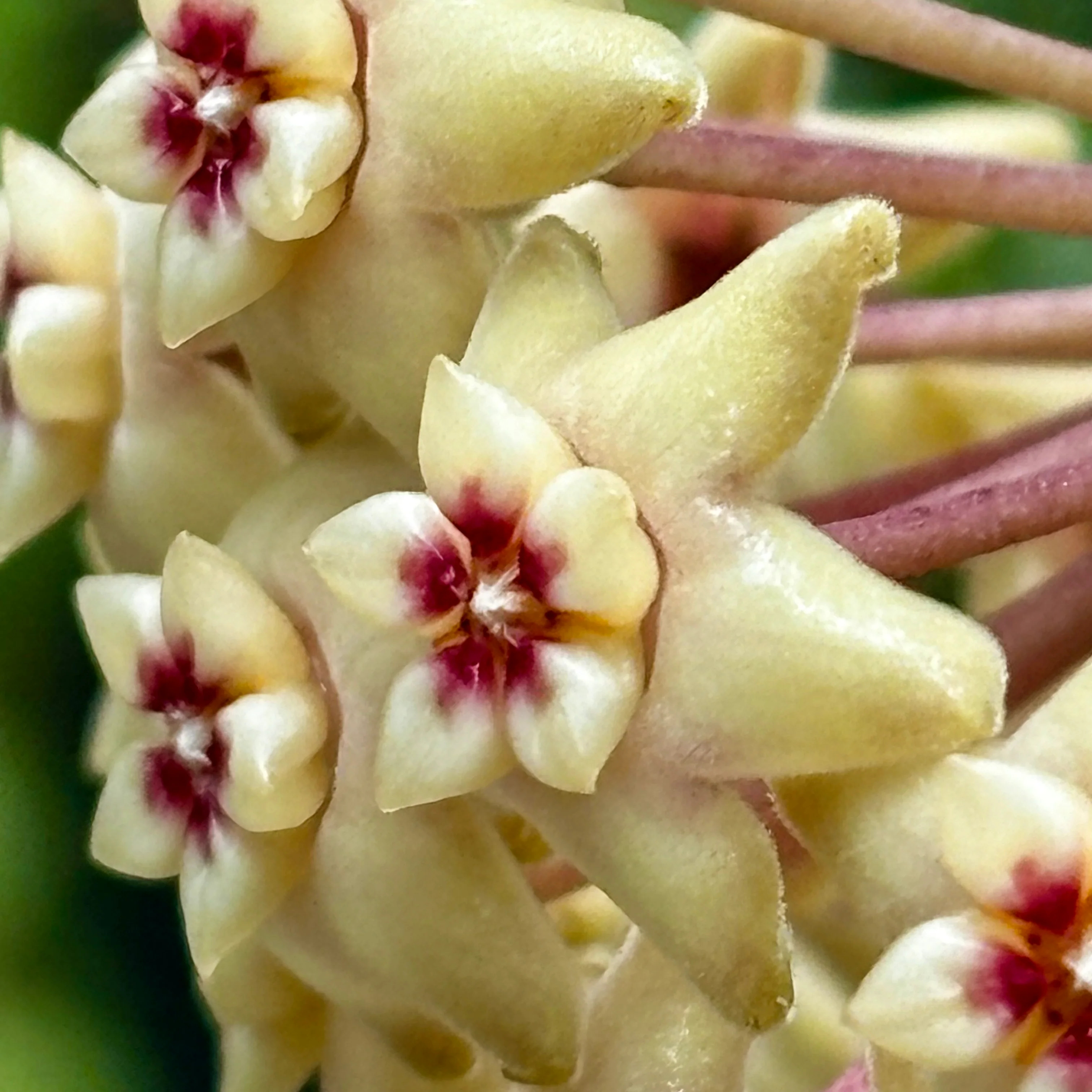 Hoya limoniaca IML 0092 H253 - Image 3