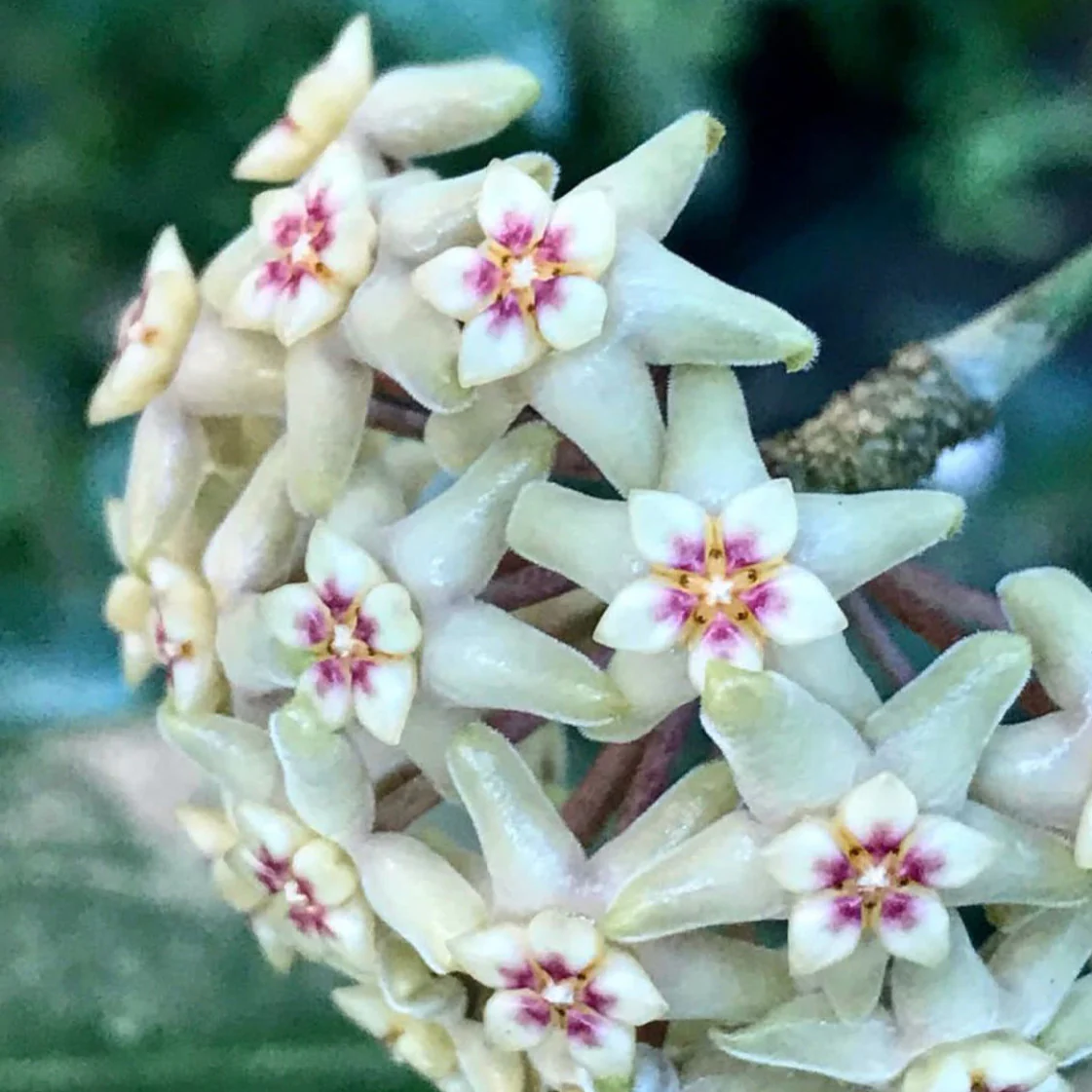 Hoya limoniaca IML 0092 H253 - Image 4