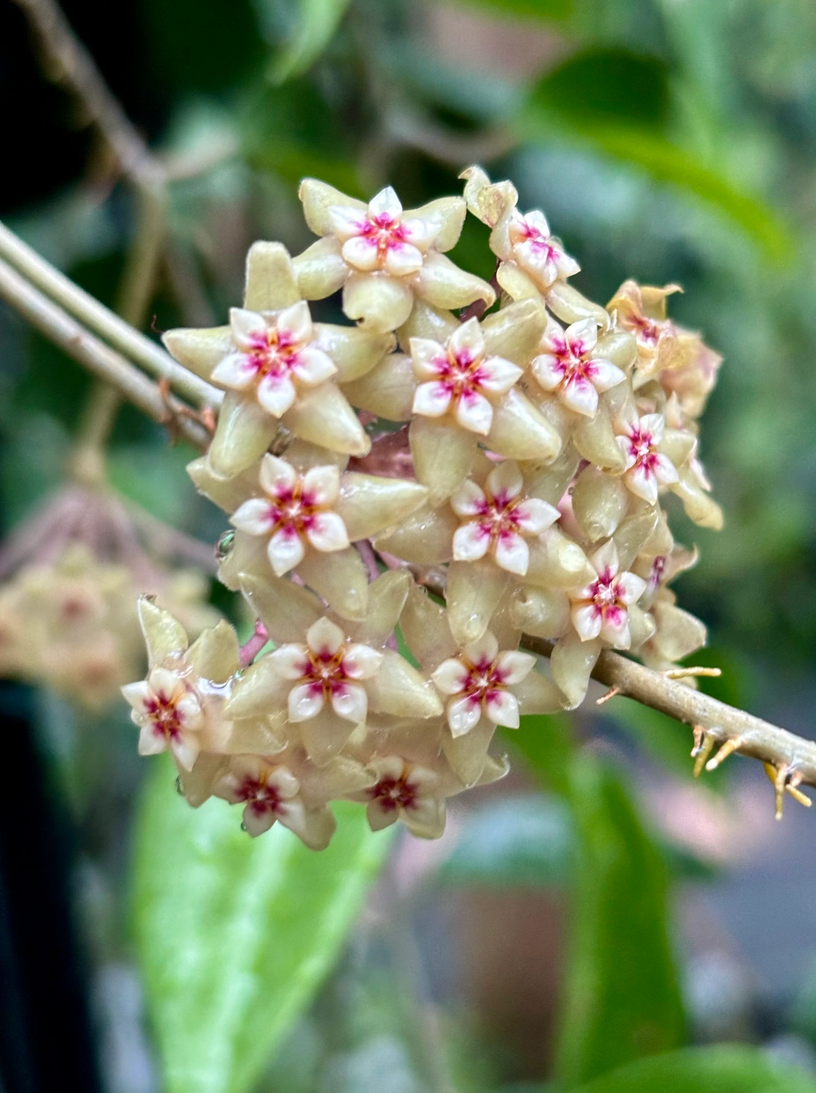 Hoya limoniaca IML 0092 H253 - Image 6