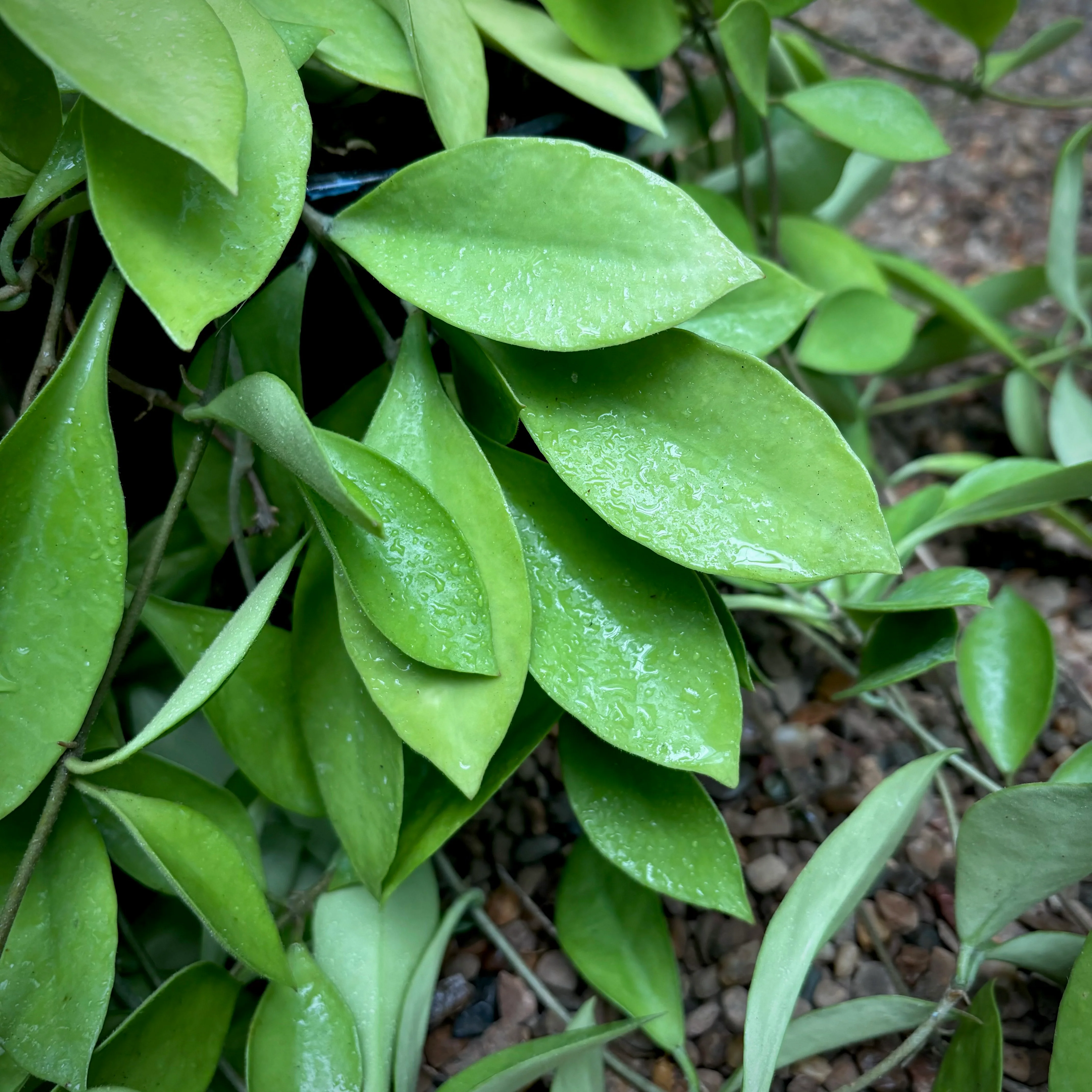 Hoya litoralis H31 - Image 4