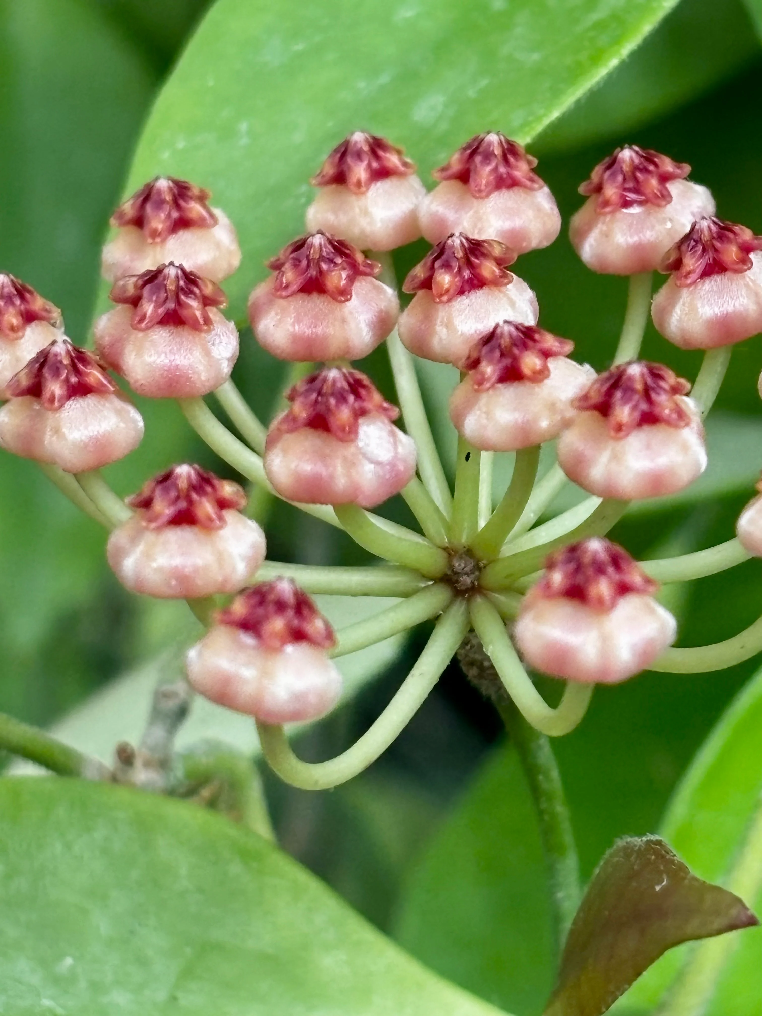 Hoya litoralis H31 - Image 7