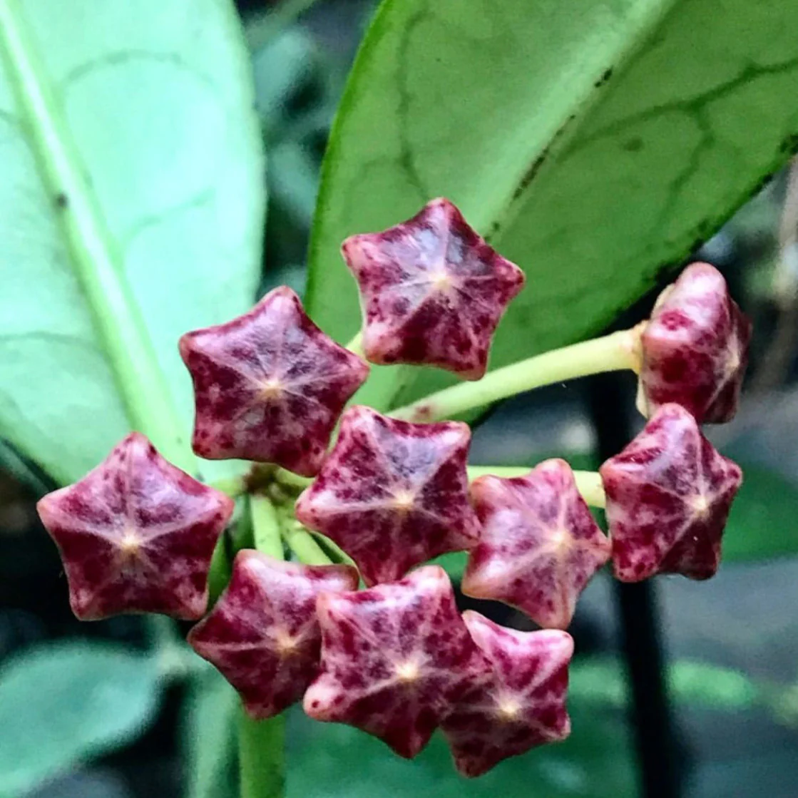 Hoya lobbii 'red' IML 1161 H244 - Image 7
