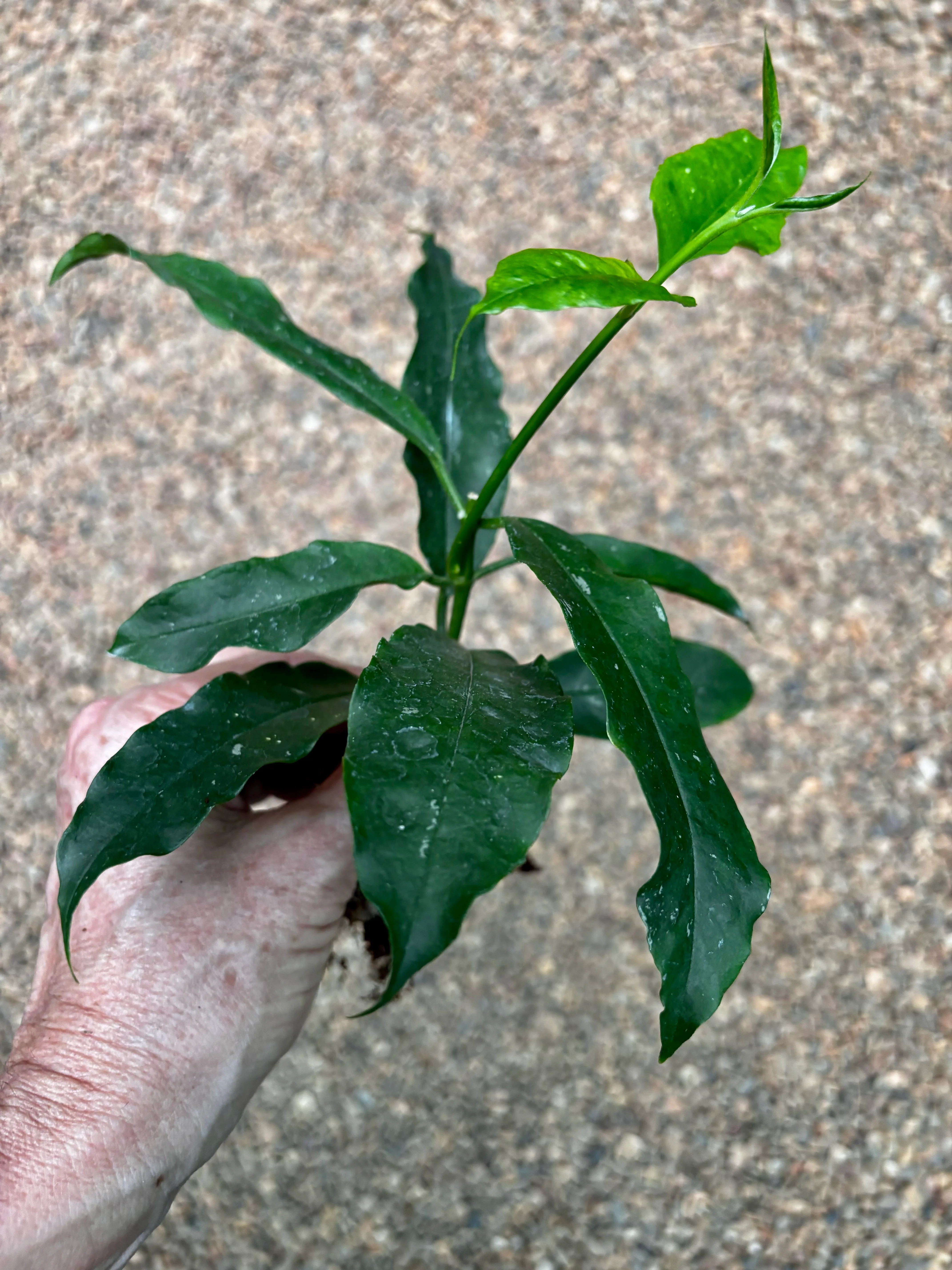 Hoya lockii H416 - Image 3