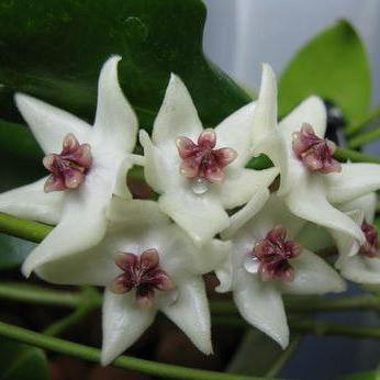 Hoya 'Iris Marie' IML 0000 H202 - Image 3