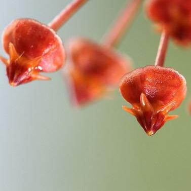 Hoya loheri H146 - Image 3