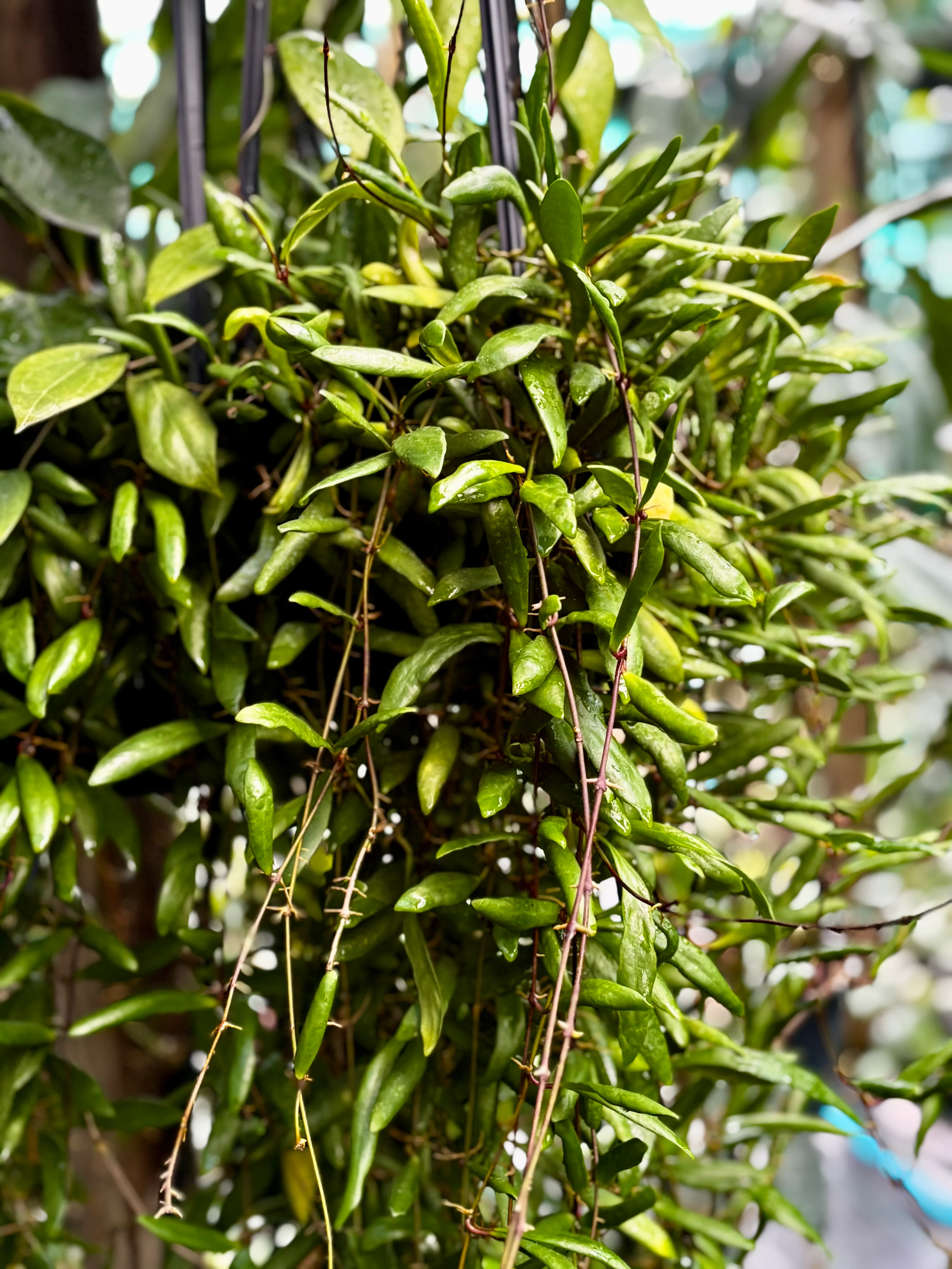 Hoya loheri H146 - Image 6