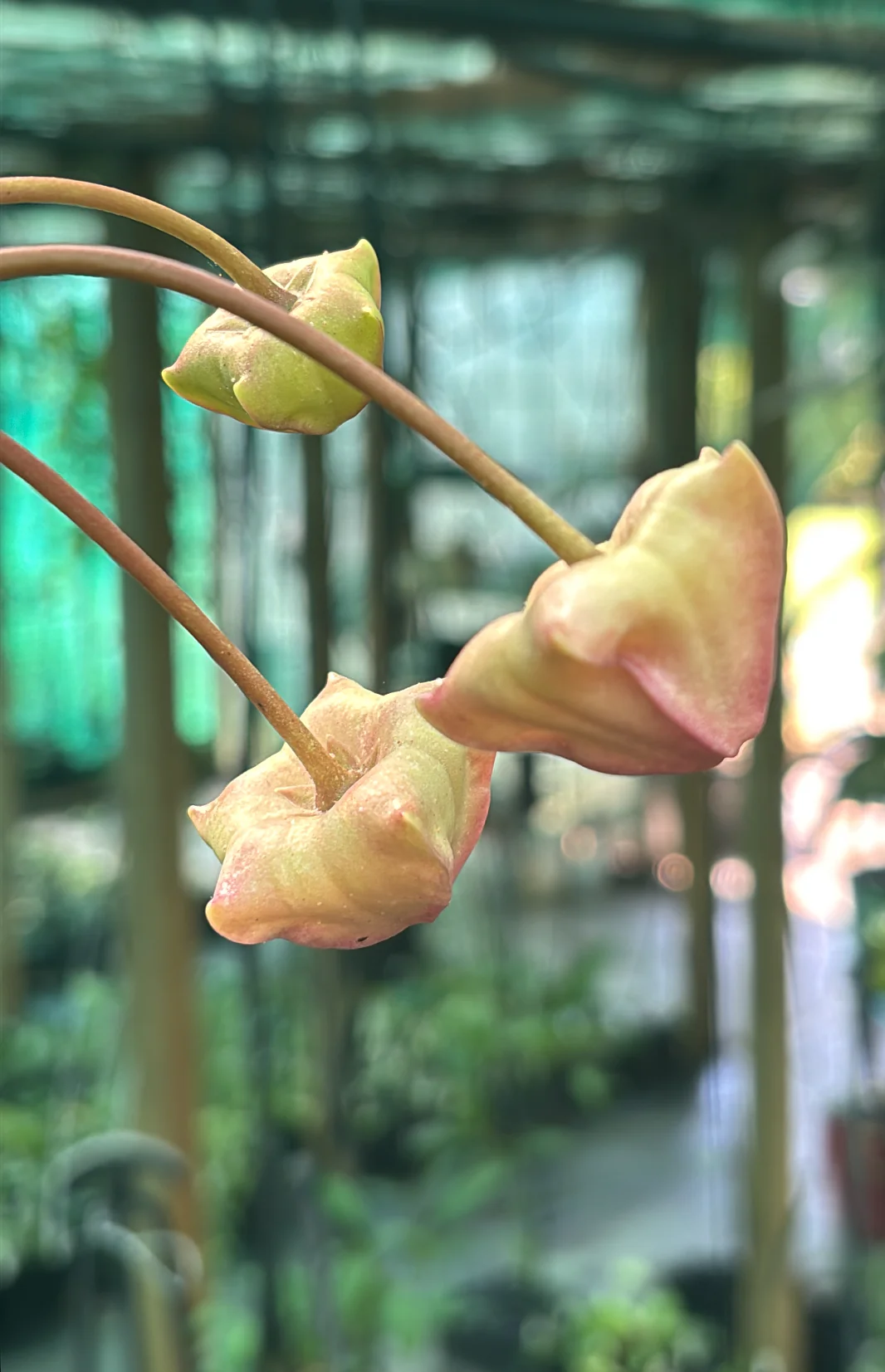 Hoya liddleana H263 - Image 3