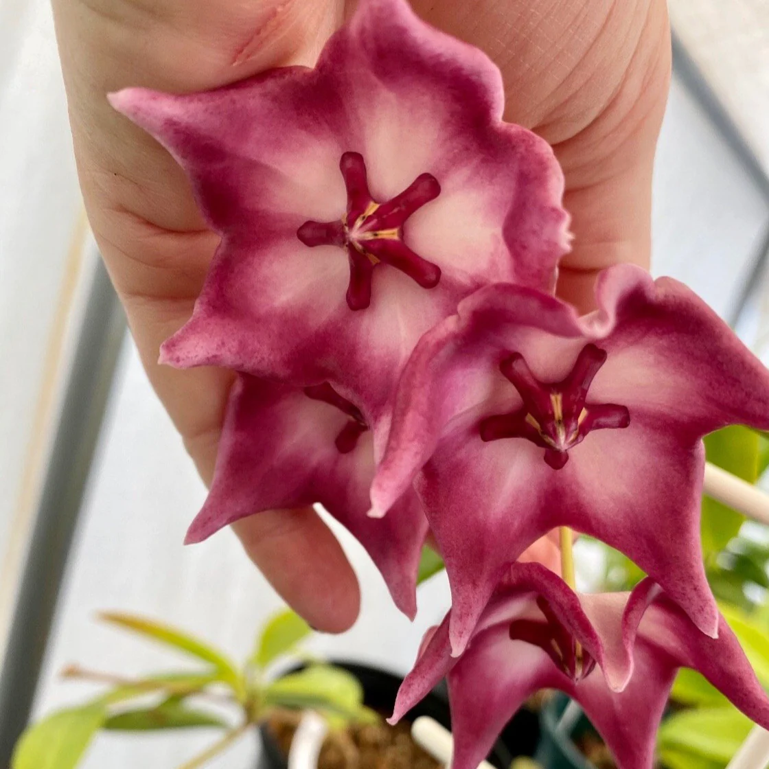 Hoya liddleana H263 - Image 8