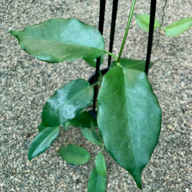 Hoya macgillivrayi 'Superba' IML 0220 H246 - Image 2
