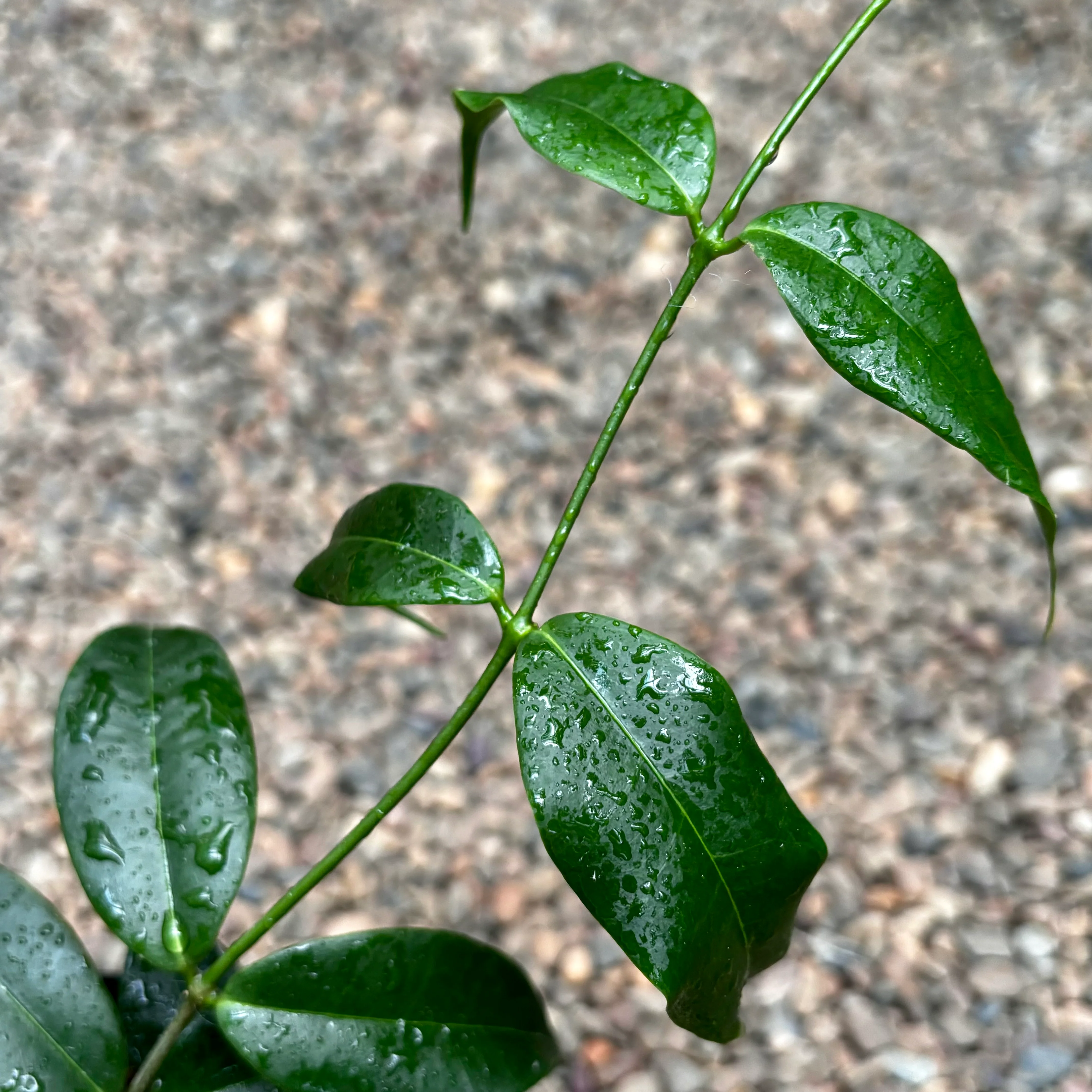 Hoya medusa H478 - Image 3