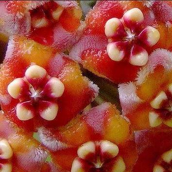 Hoya treubiana IML 0124 H154 - Image 3