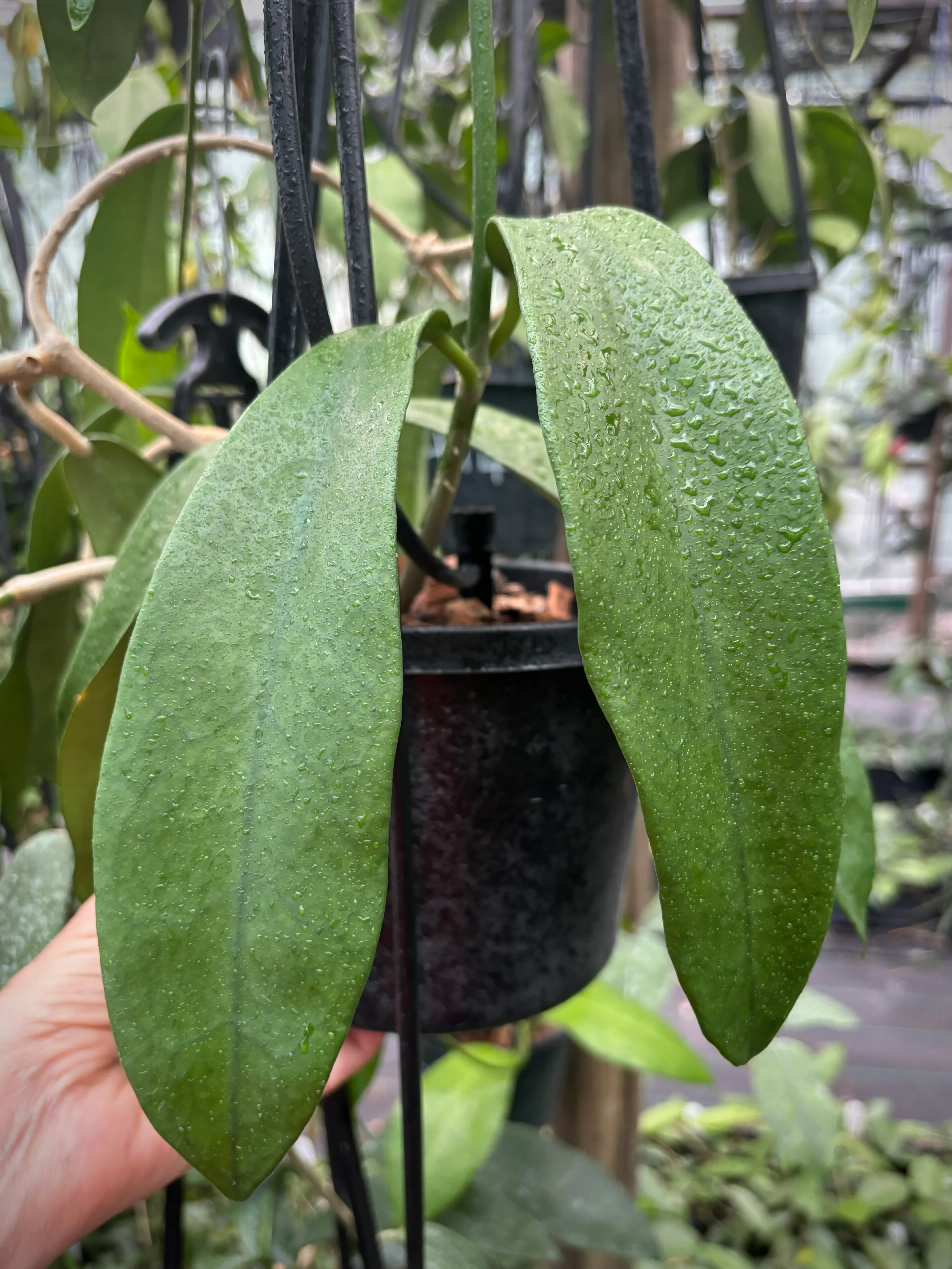 Hoya meliflua H142 - Image 2
