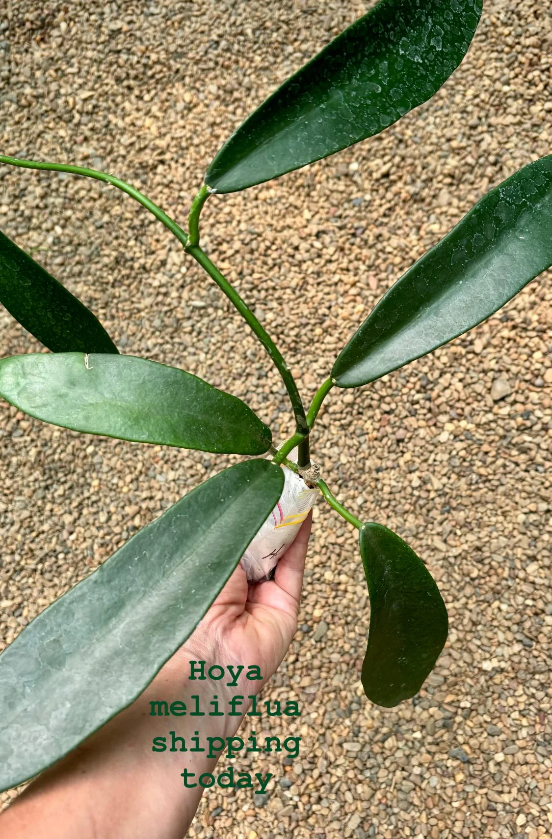 Hoya meliflua H142 - Image 3