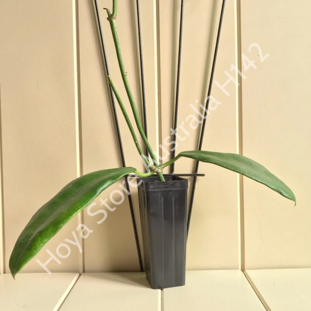 Hoya meliflua H142 - Image 6