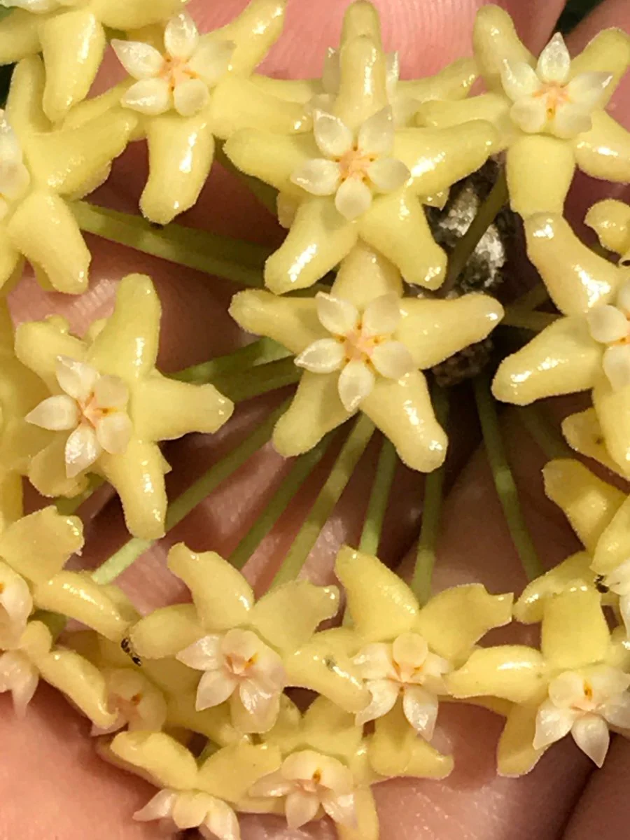 Hoya merrillii H20 - Image 10