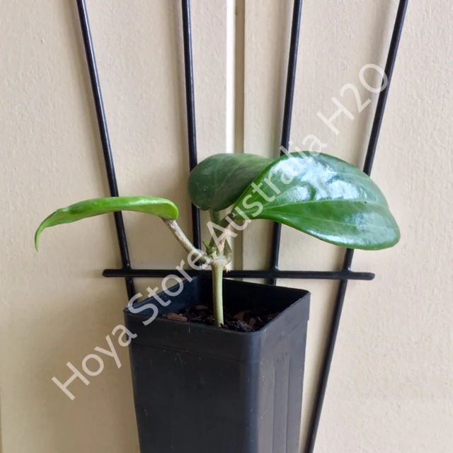 Hoya merrillii H20 - Image 11