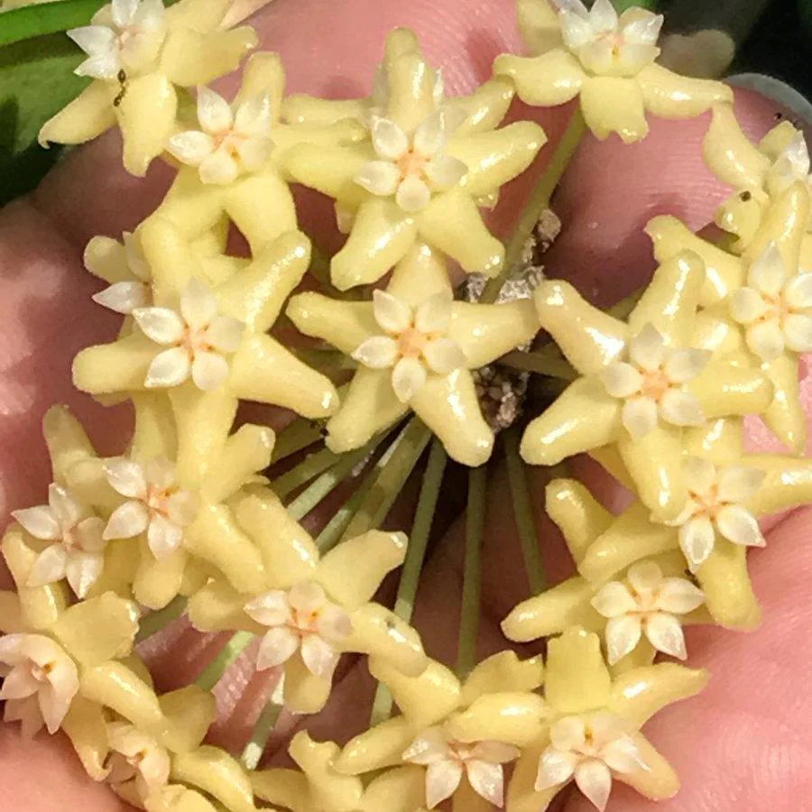 Hoya merrillii H20 - Image 3