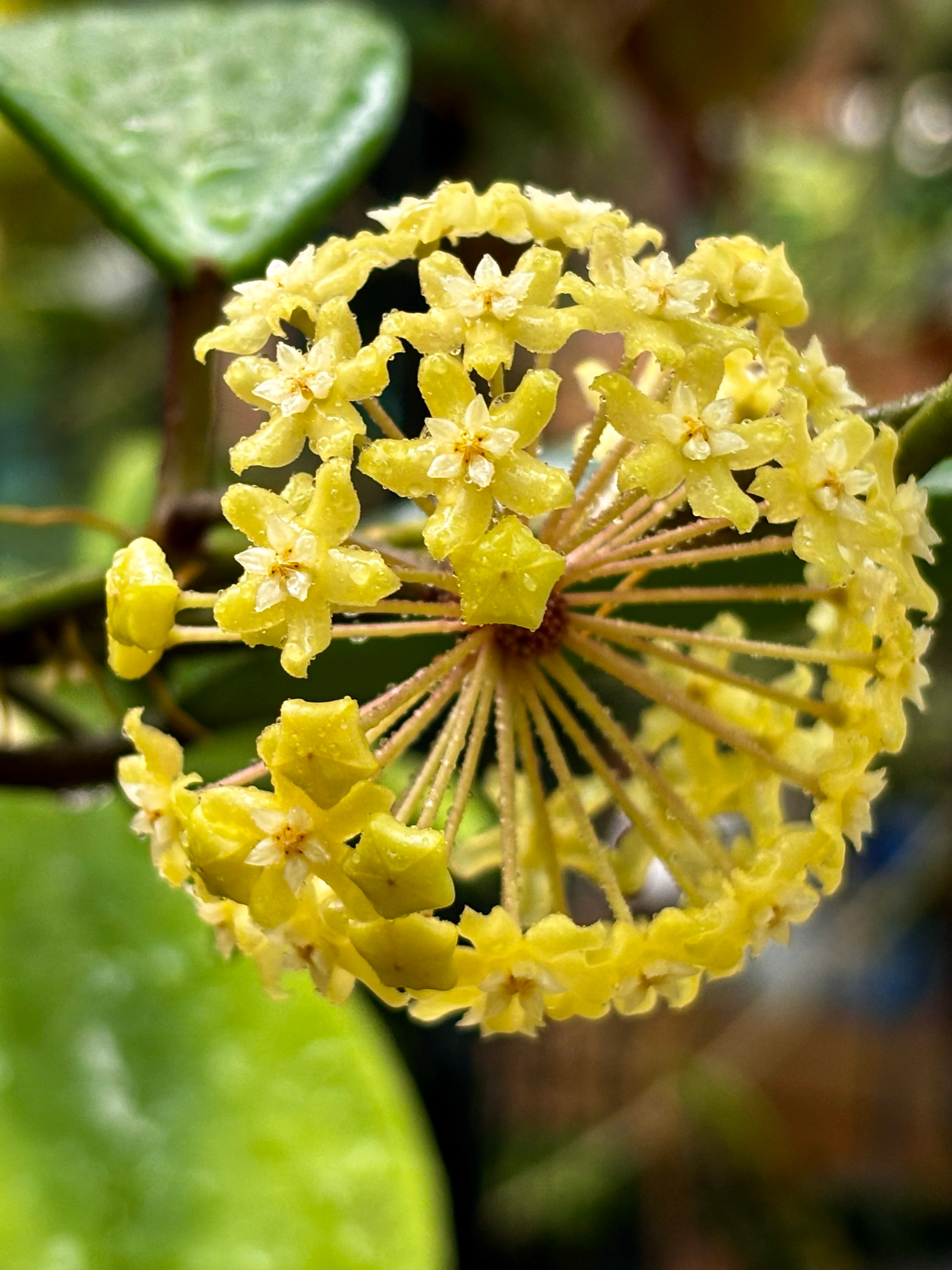 Hoya merrillii H20 - Image 4