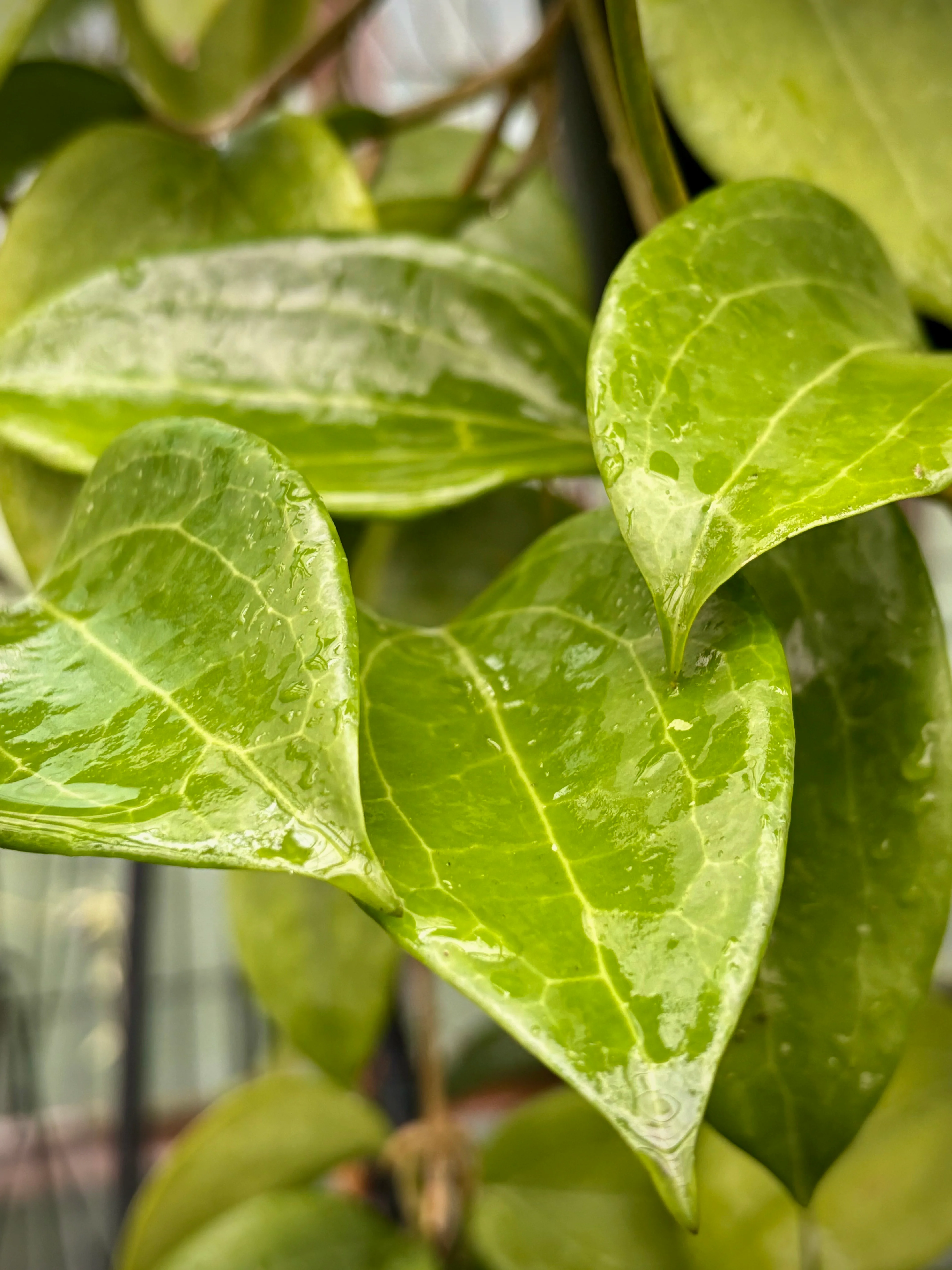 Hoya merrillii H20 - Image 5